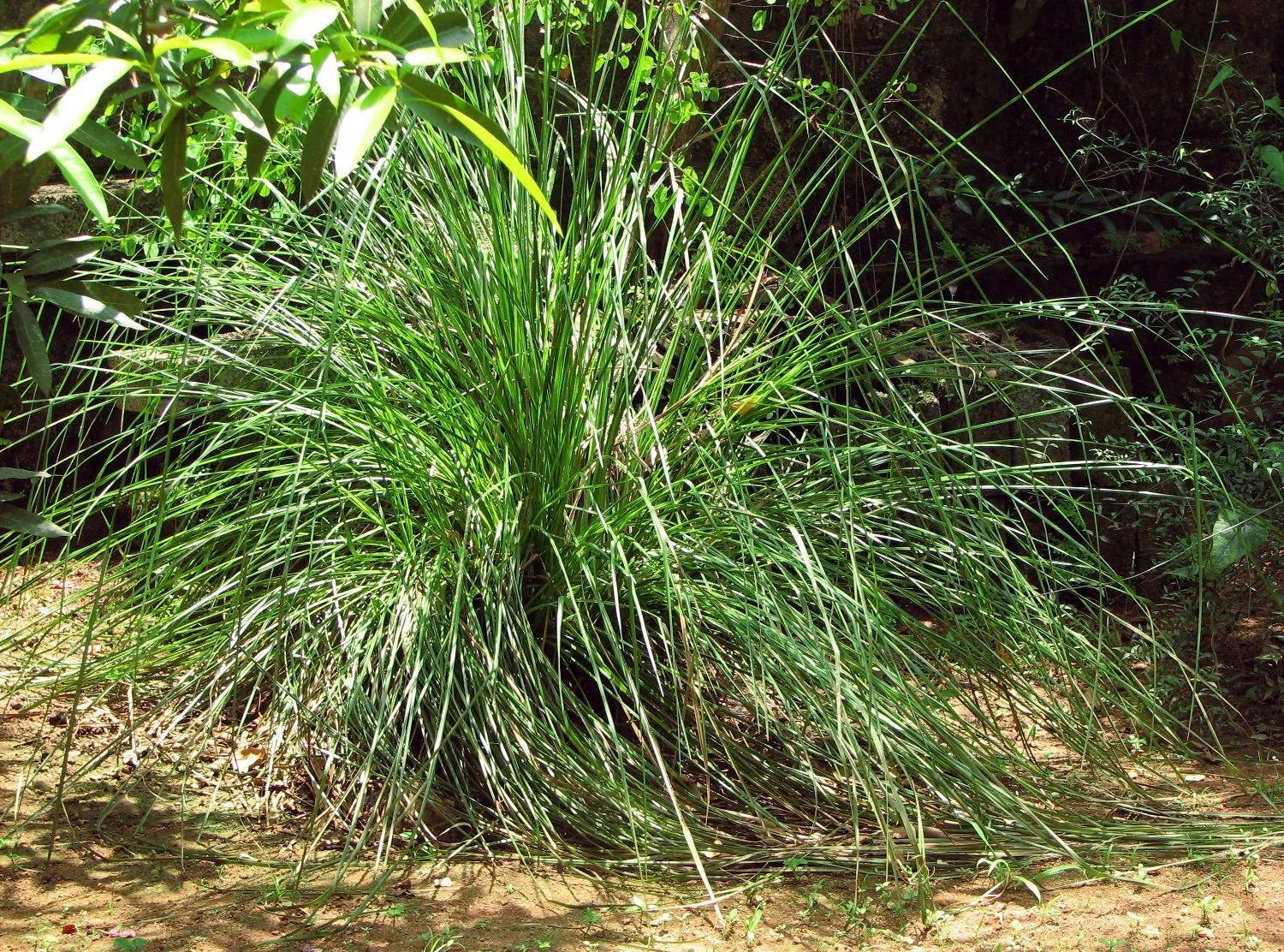 Vetiver (Chrysopogon Zizanioides) — This extensive root network makes Vetiver an excellent choice for soil stabilization