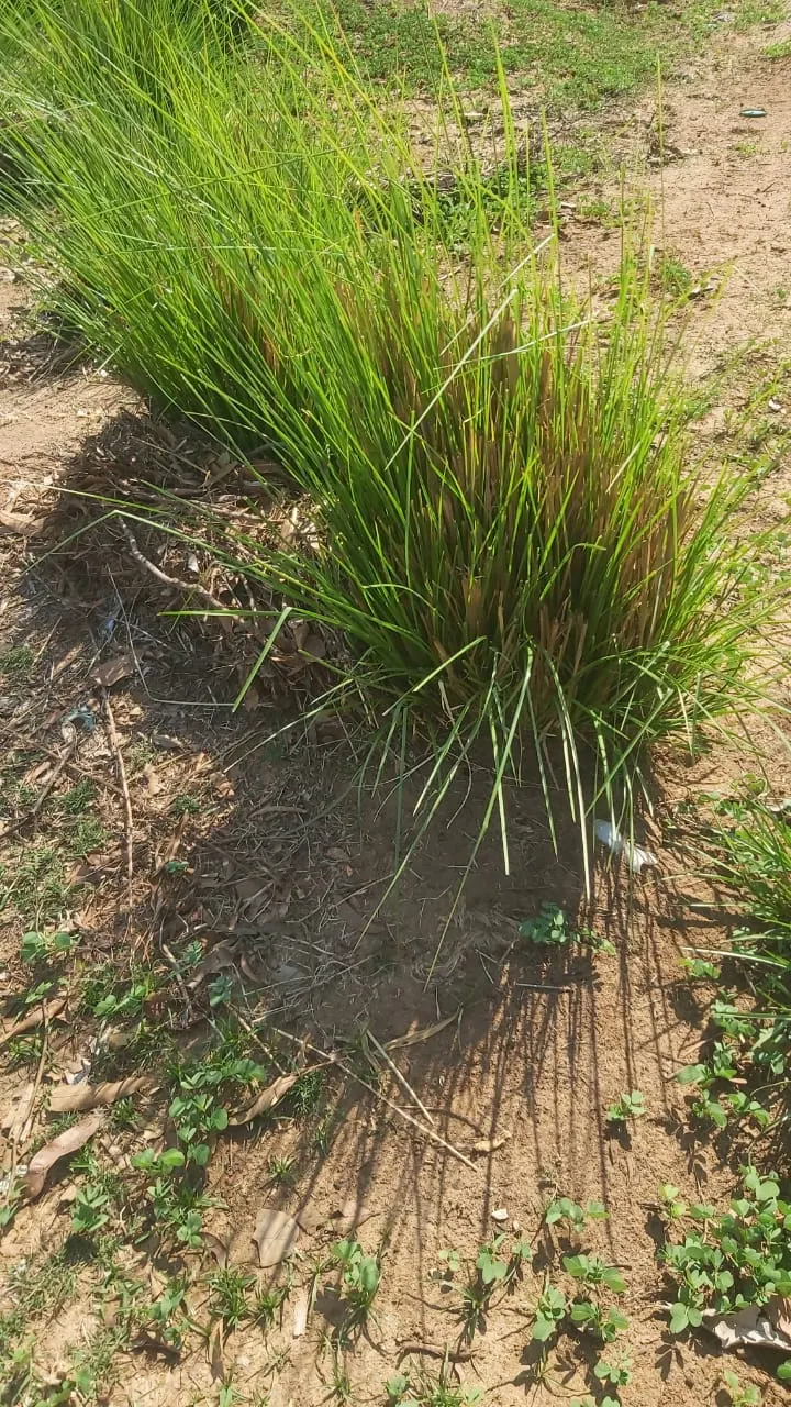Vetiver (Chrysopogon Zizanioides) — from well-drained sandy soil to heavy clay