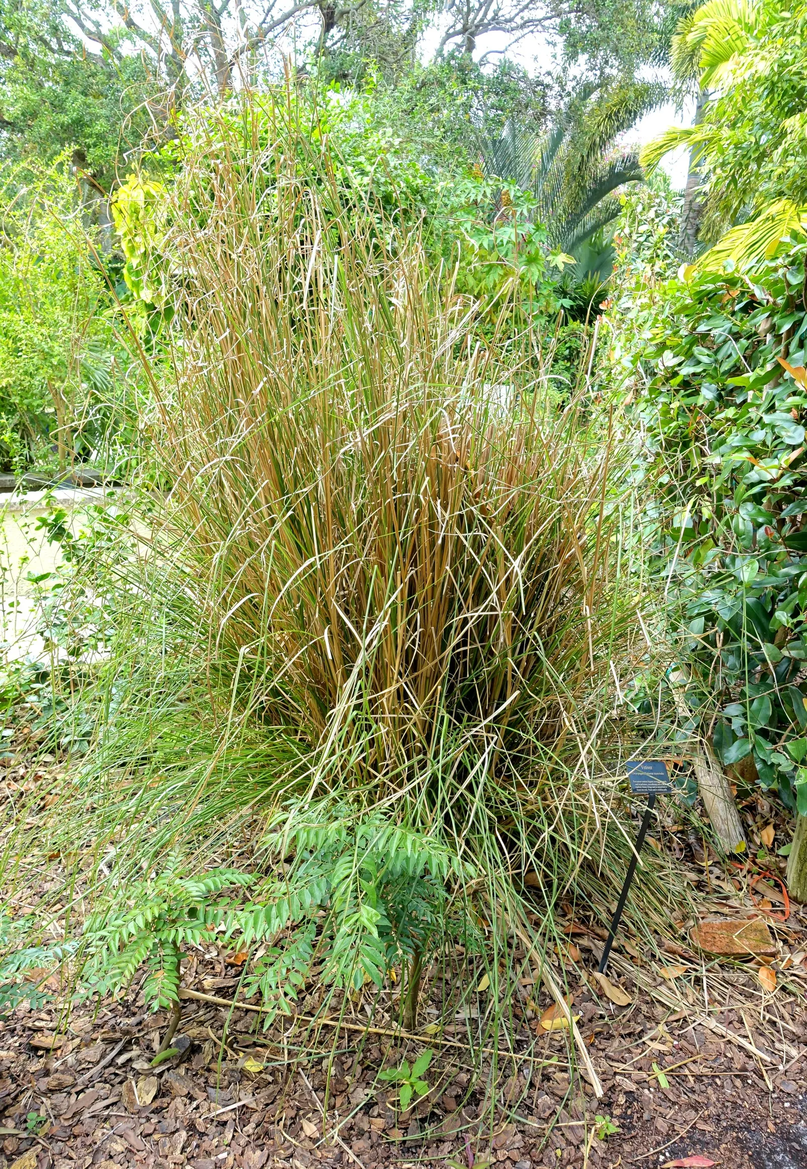 Vetiver (Chrysopogon Zizanioides) — requiring minimal fertilizer and capable of withstanding grazing pressure; scientifically named Chrysopogon zizanioides