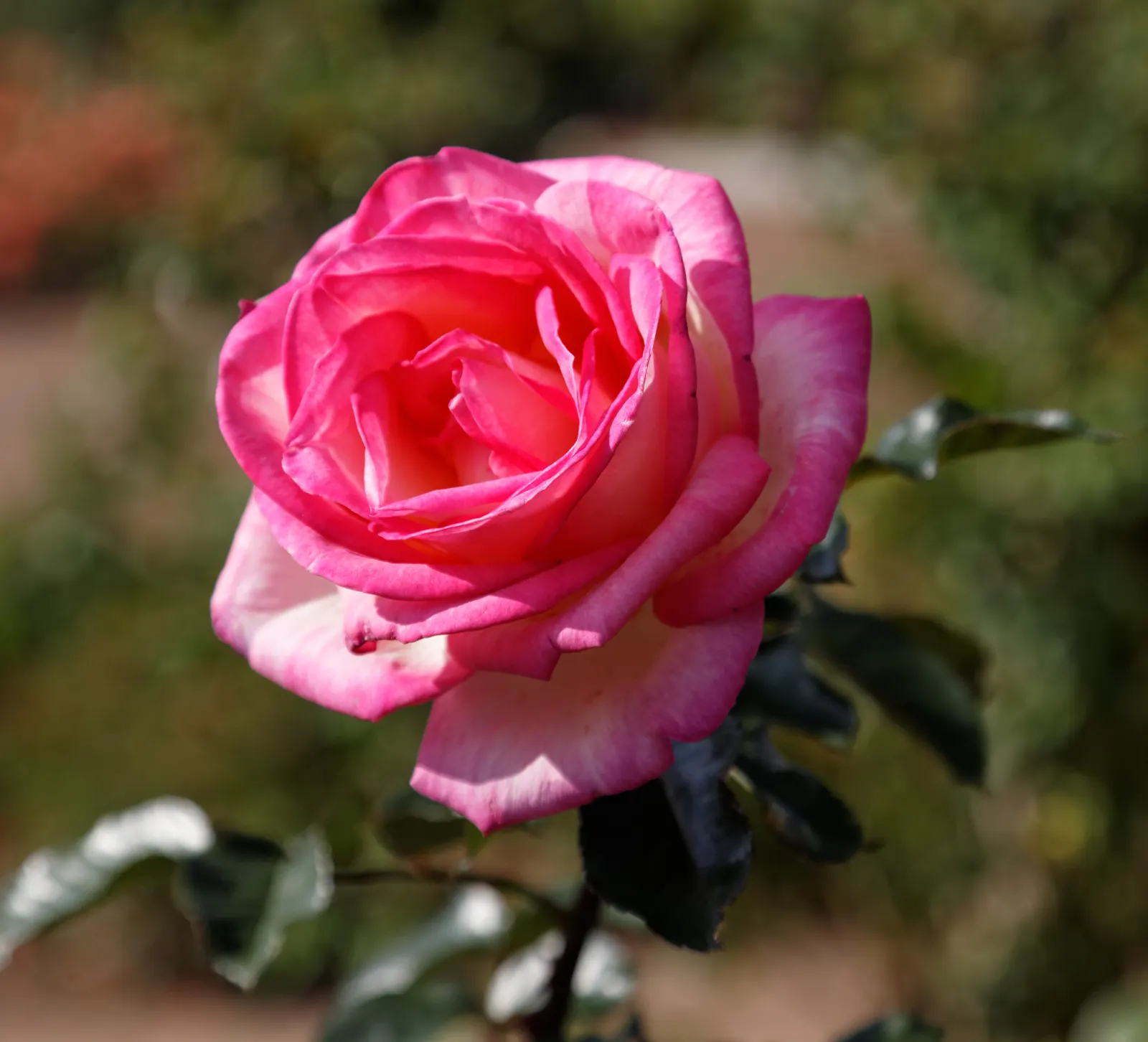 Peace Hybrid Tea Rose (Rosa 'Peace') — shrub for full