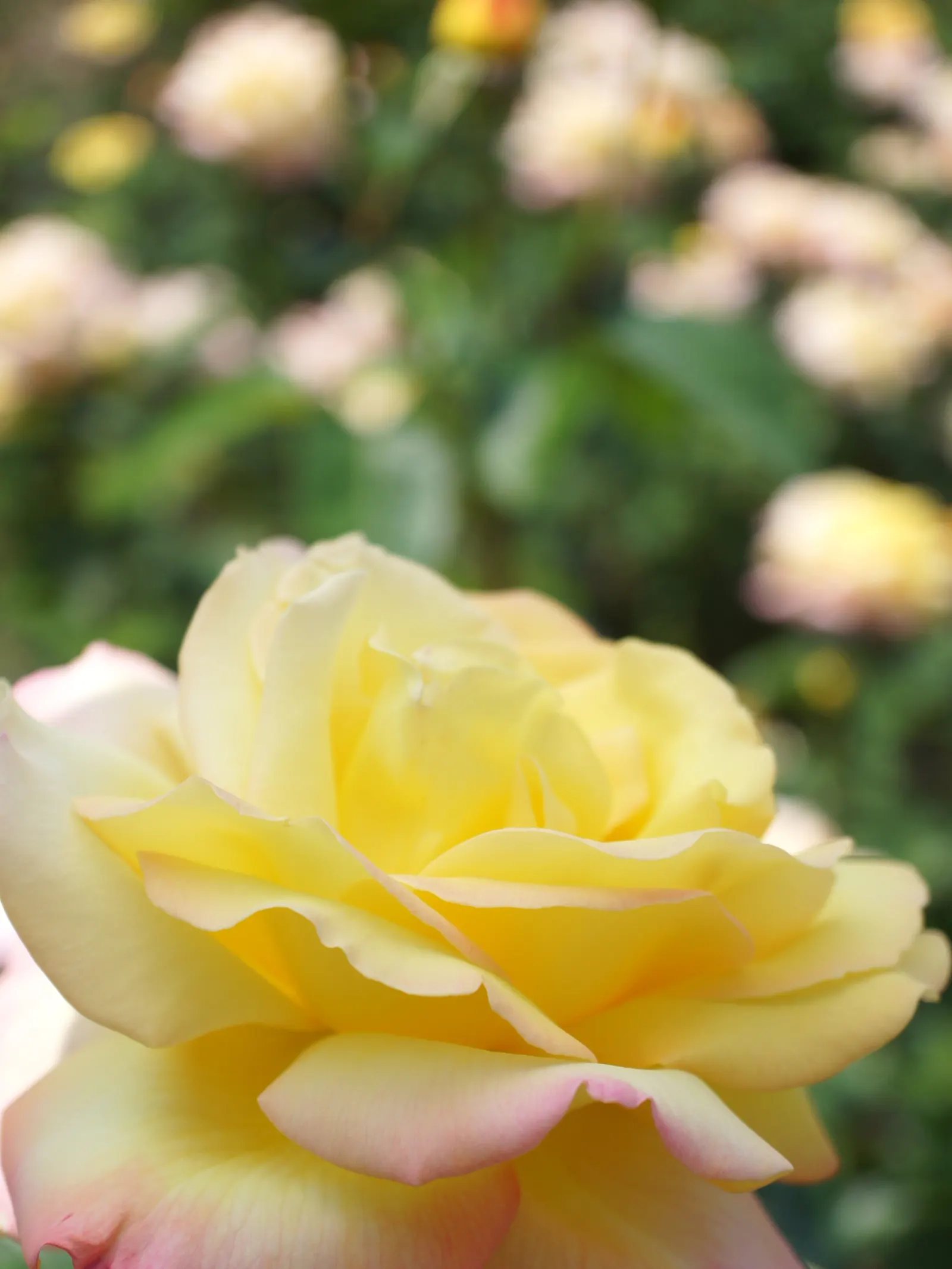 Peace Hybrid Tea Rose (Rosa 'Peace') — but it's crucial to avoid overhead irrigation to minimize the risk of foliage diseases; while also providing a