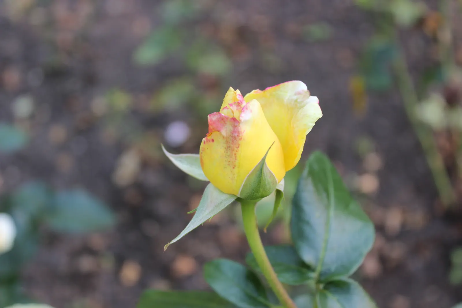 Peace Hybrid Tea Rose (Rosa 'Peace') — presenting a well-rounded and bushy habit; sweet fragrance.<br><br>Ideal for USDA hardiness zones 5 through 9, image 71