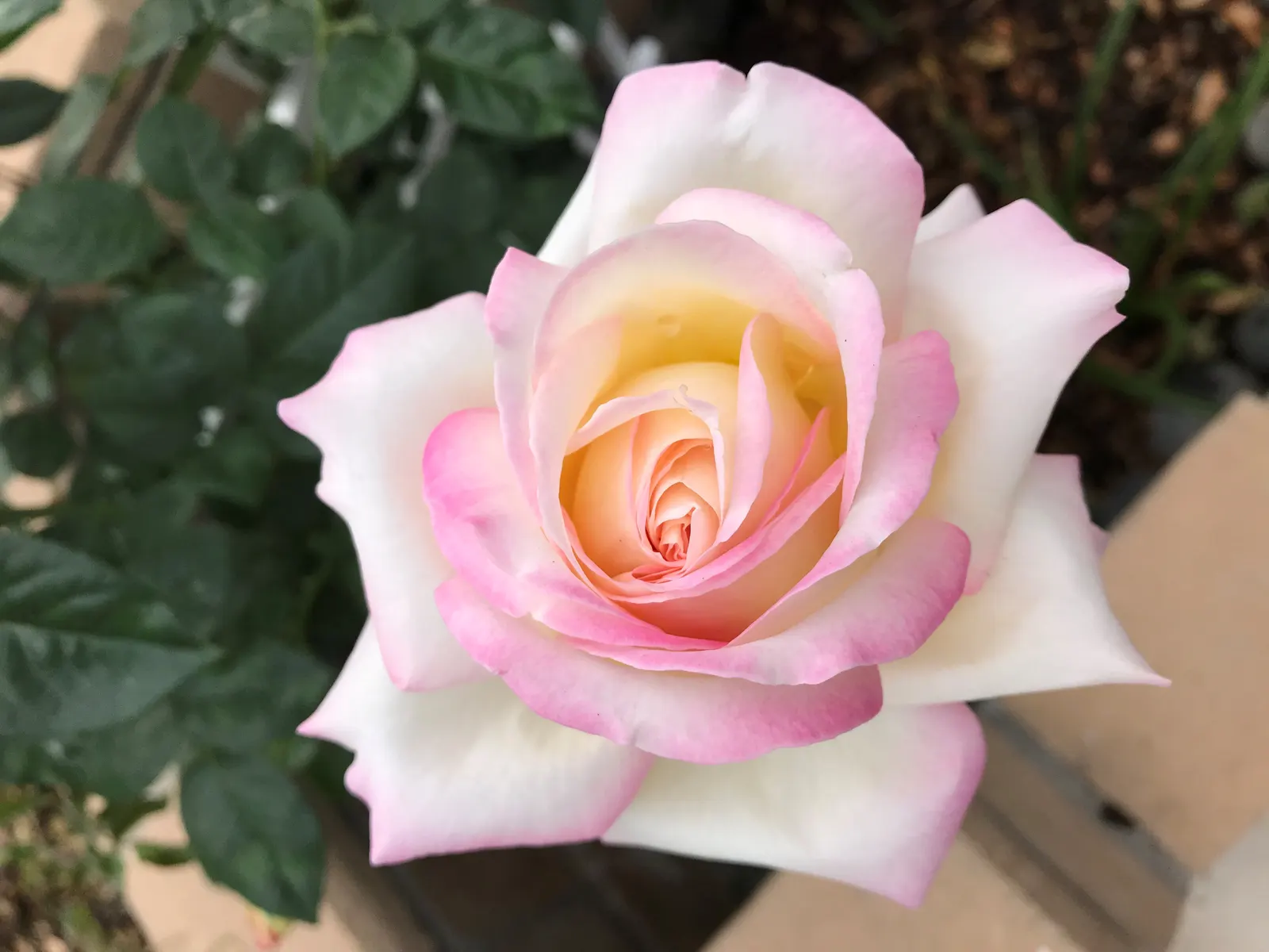 Peace Hybrid Tea Rose (Rosa 'Peace') — It reaches about 4-6 feet in height with a spread of up to 4 feet; opulent blooms that can span up to 6 inches across