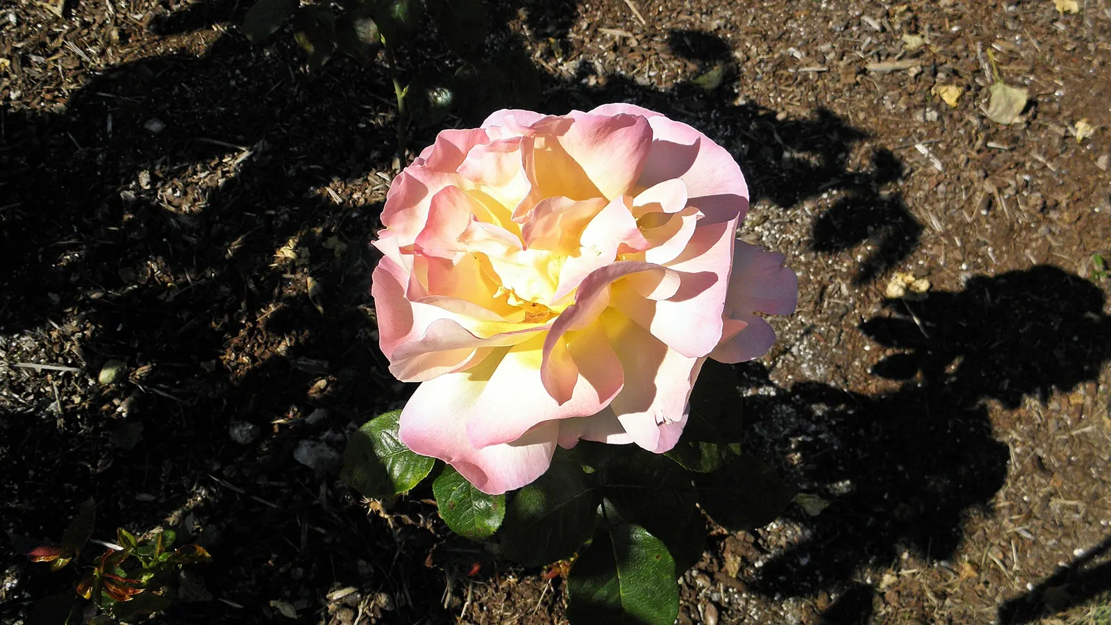 Peace Hybrid Tea Rose (Rosa 'Peace') — amounting to 1 to 2 inches per week; sweet fragrance.<br><br>Ideal for USDA hardiness zones 5 through 9, image 107