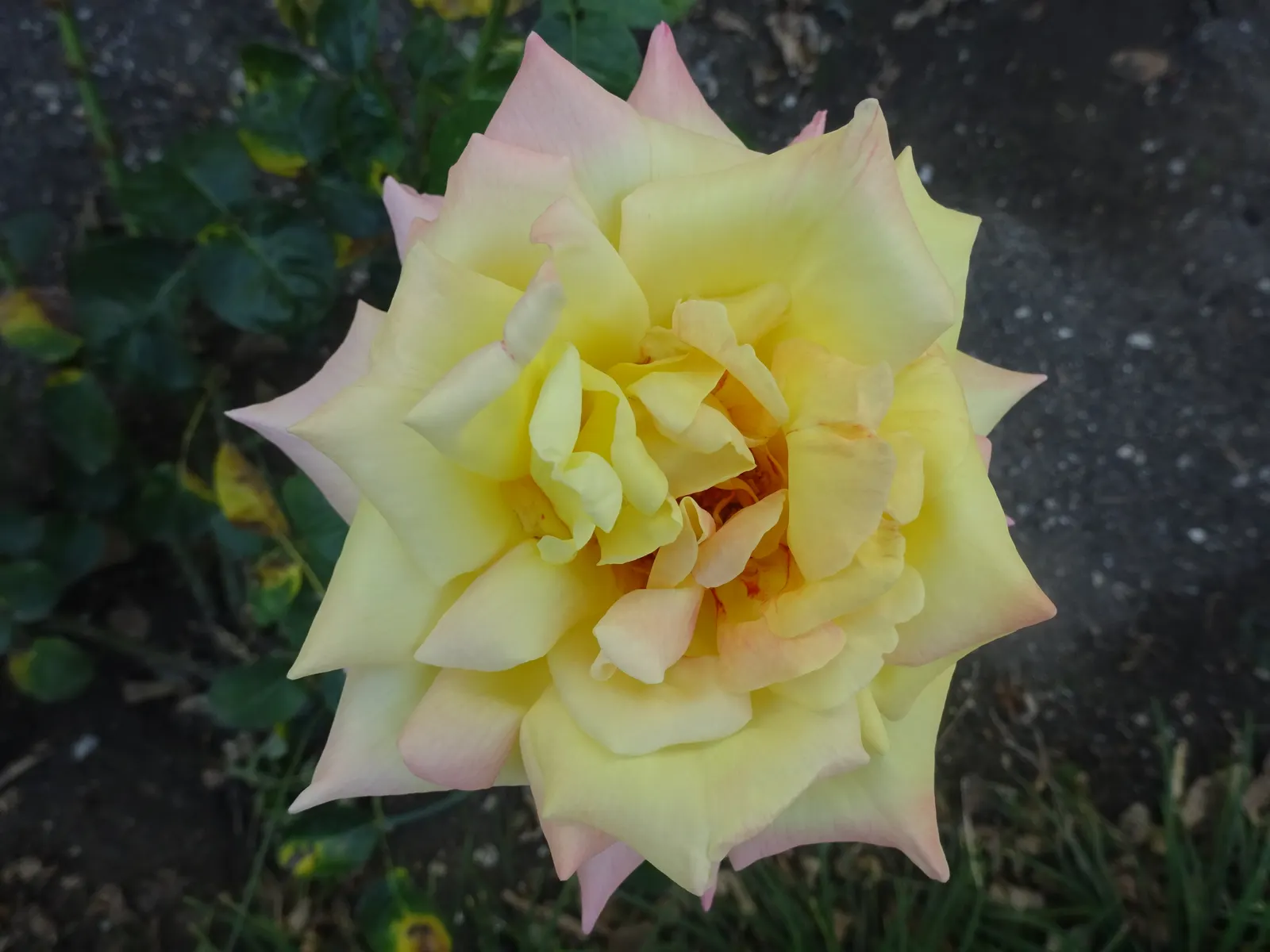 Peace Hybrid Tea Rose (Rosa 'Peace') — It necessitates well-drained loamy soil with a slightly acidic to neutral pH