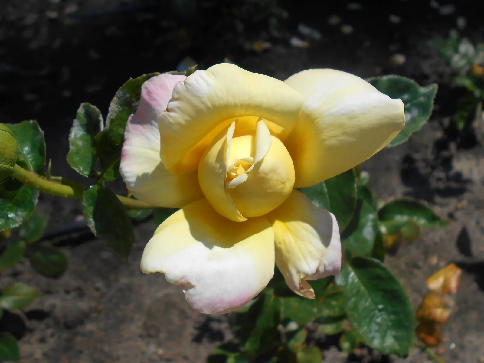 Peace Hybrid Tea Rose (Rosa 'Peace') — the Peace Rose reaches an average height of 3 to 4 feet; opulent blooms that can span up to 6 inches across when fully