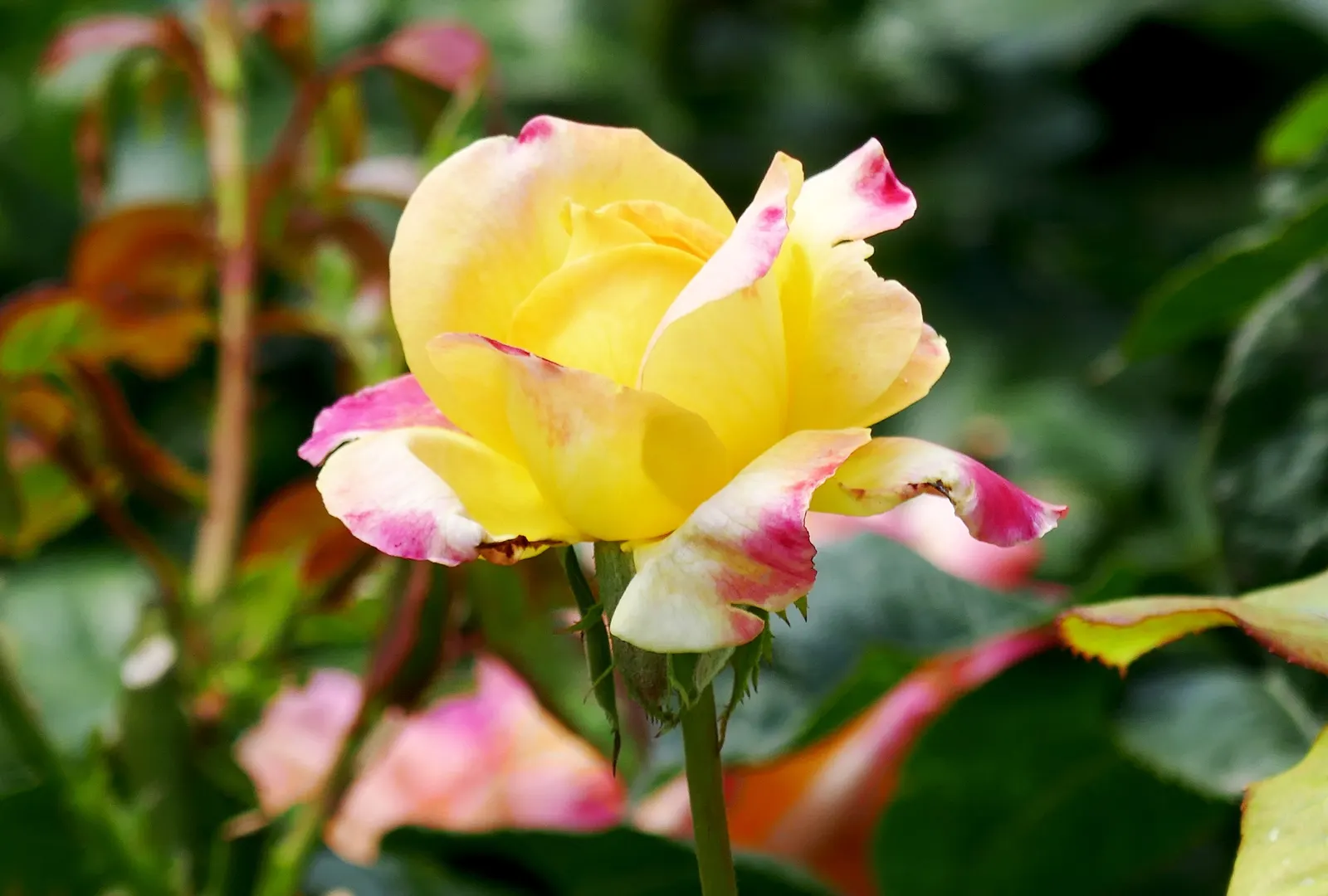 Peace Hybrid Tea Rose (Rosa 'Peace') — known botanically as Rosa 'Peace'; sweet fragrance.<br><br>Ideal for USDA hardiness zones 5 through 9, image 63