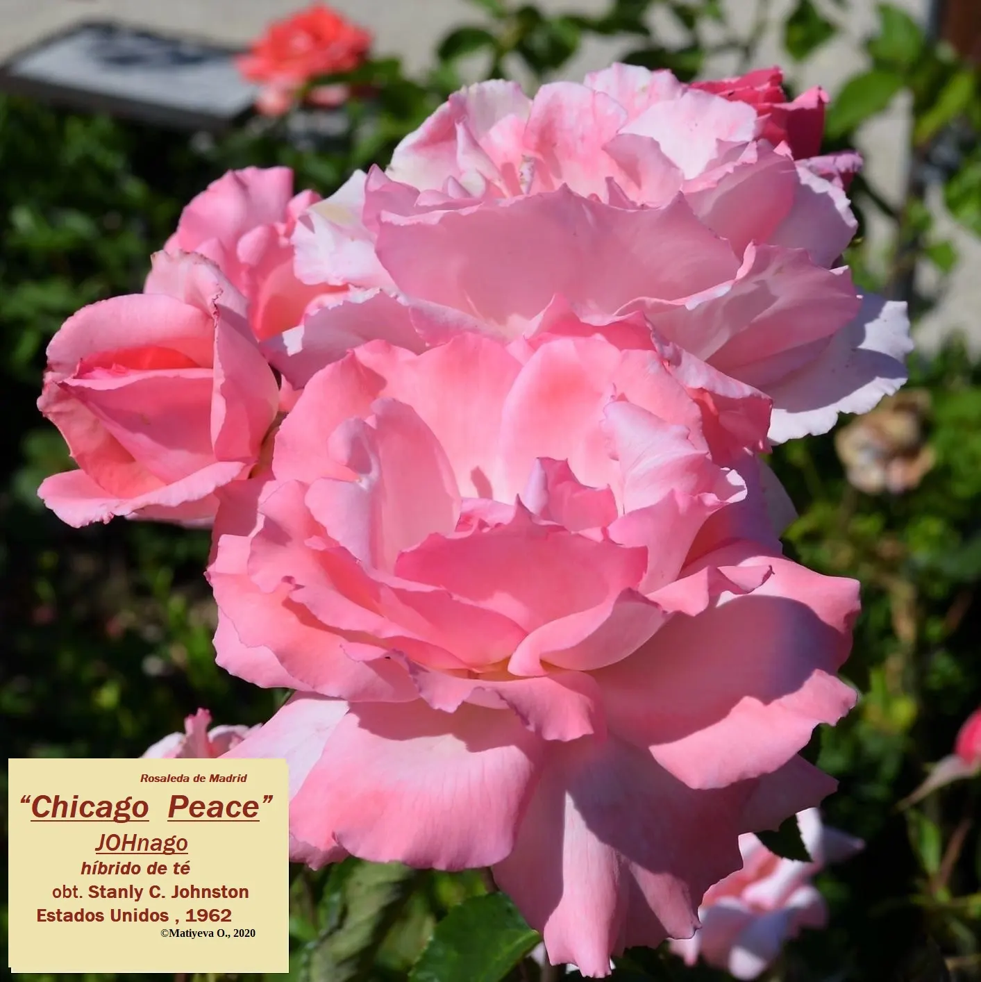 Peace Hybrid Tea Rose (Rosa 'Peace') — known botanically as Rosa 'Peace'