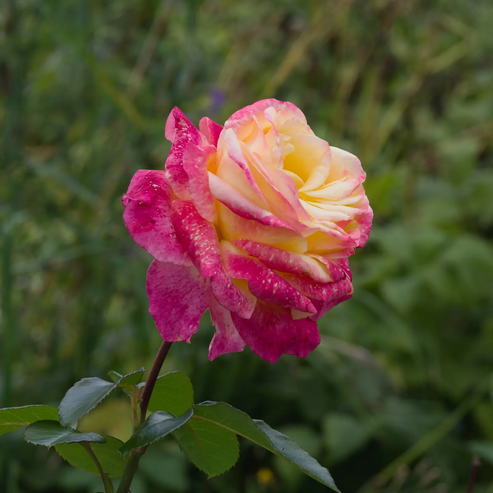 Peace Hybrid Tea Rose (Rosa 'Peace') — requiring at least 6 hours of direct sunlight per day to thrive; while also providing a historical nod to its symbolic