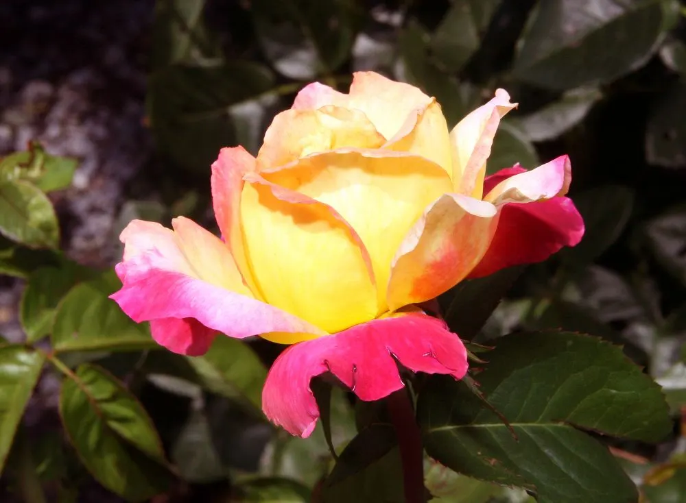 Peace Hybrid Tea Rose (Rosa 'Peace') — sweet fragrance.<br><br>Ideal for USDA hardiness zones 5 through 9; opulent blooms that can span up to 6, image 102