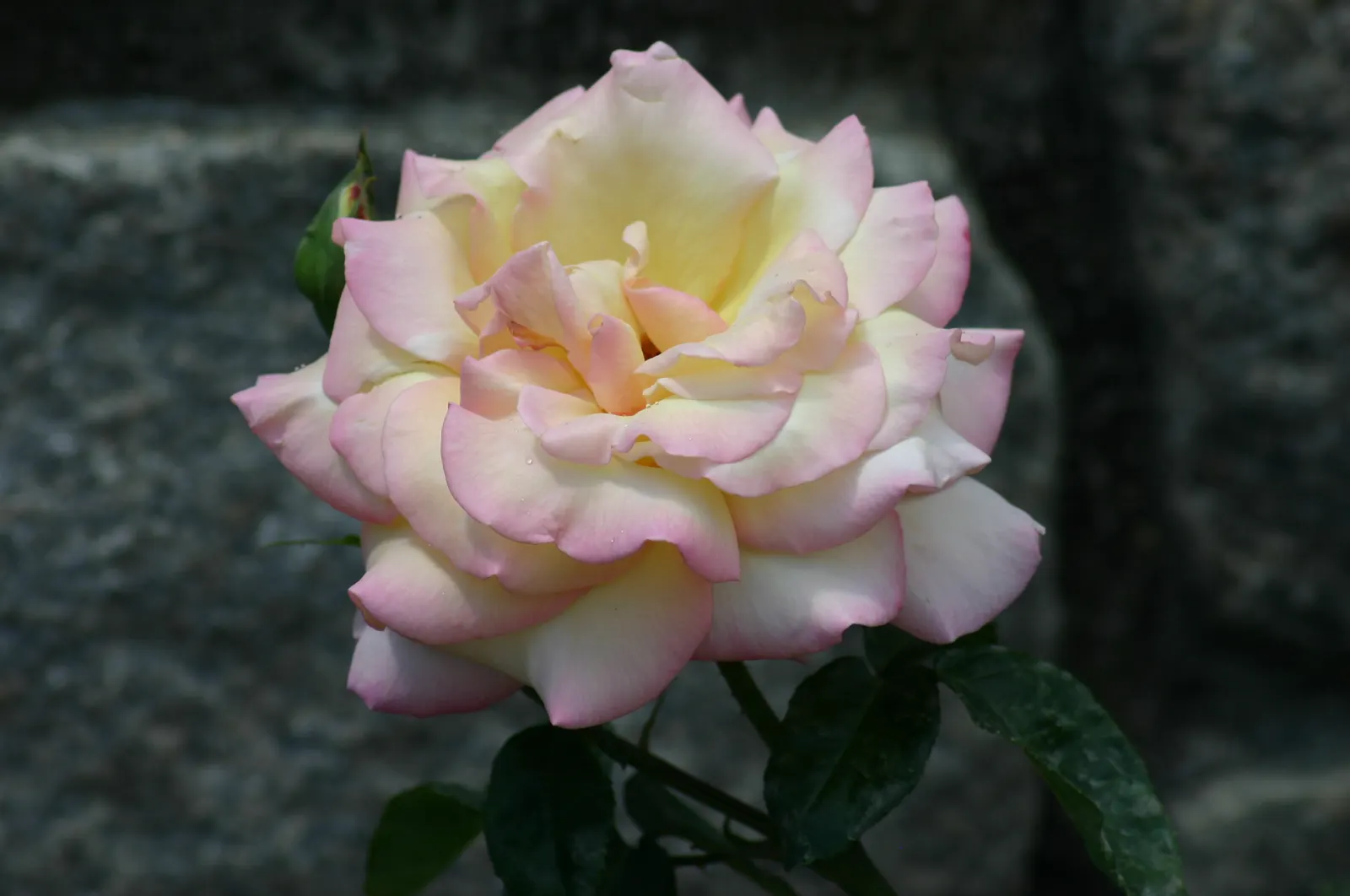 Peace Hybrid Tea Rose (Rosa 'Peace') — amounting to 1 to 2 inches per week; sweet fragrance.<br><br>Ideal for USDA hardiness zones 5 through 9, image 79