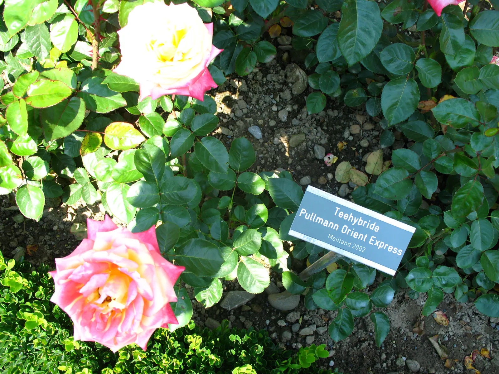 Peace Hybrid Tea Rose (Rosa 'Peace') — the Peace Rose reaches an average height of 3 to 4 feet; opulent blooms that can span up to 6 inches across, image 70