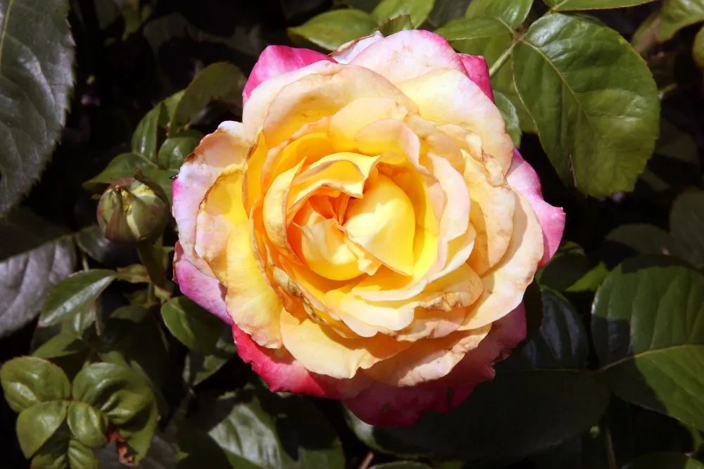 Peace Hybrid Tea Rose (Rosa 'Peace') — As a focal point or part of a mixed border; opulent blooms that can span up to 6 inches across when fully, image 110