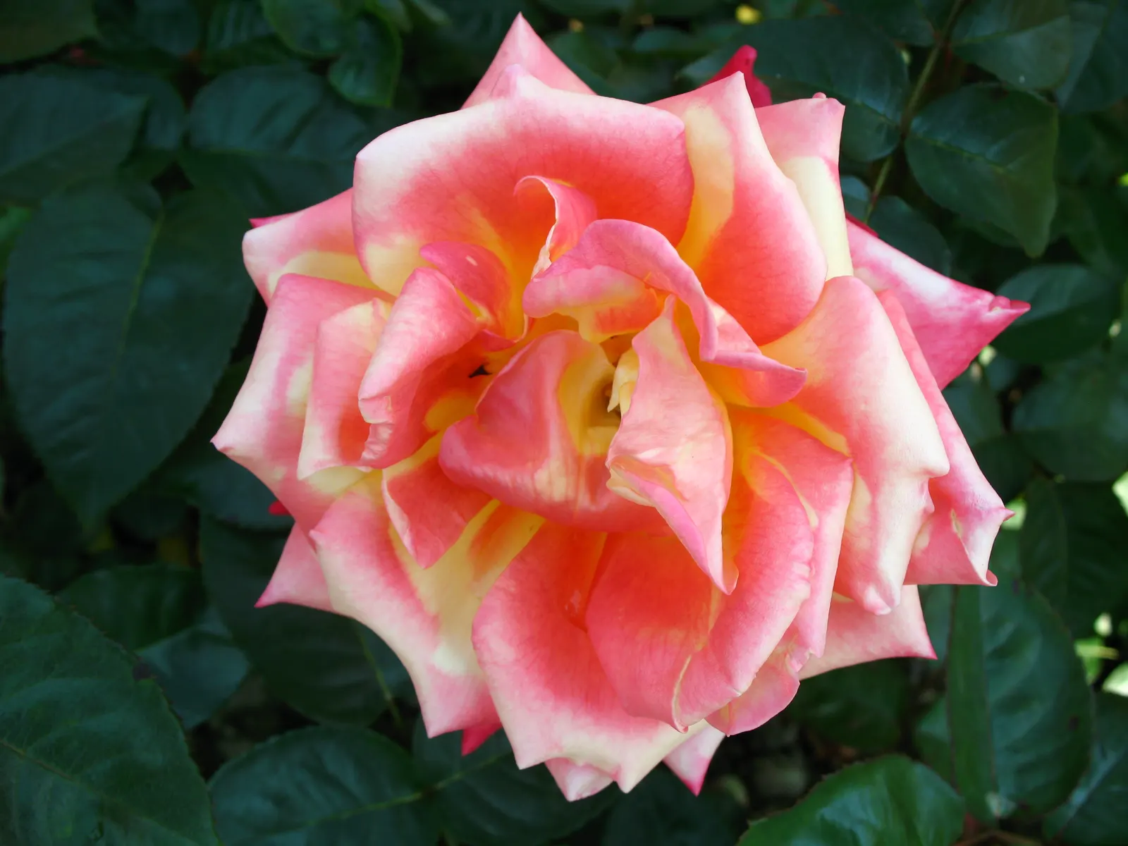 Peace Hybrid Tea Rose (Rosa 'Peace') — which originated from France in the late 1930s