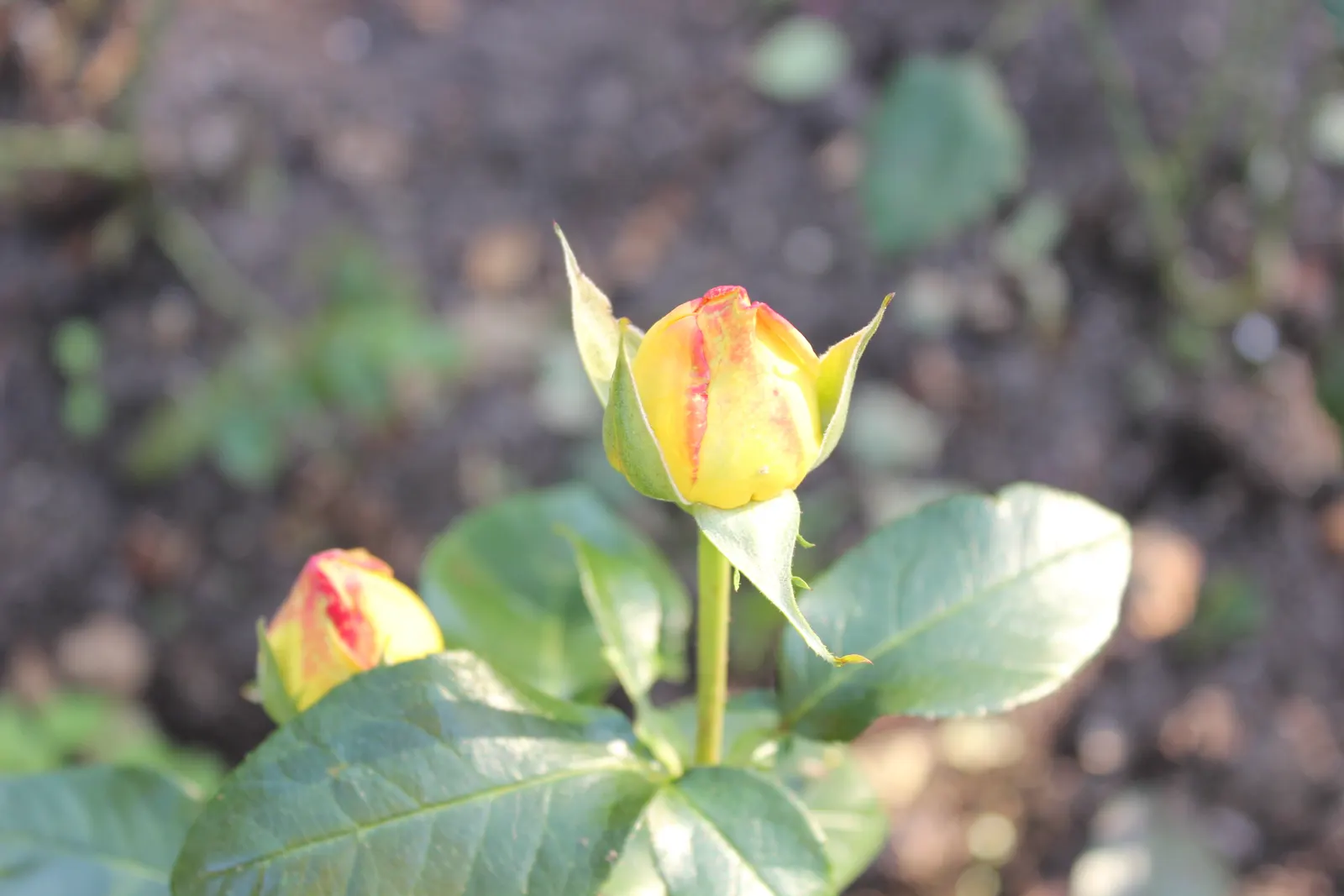 Peace Hybrid Tea Rose (Rosa 'Peace') — Ample spacing between plants is critical to enhance air circulation; opulent blooms that can span up to 6 inches across