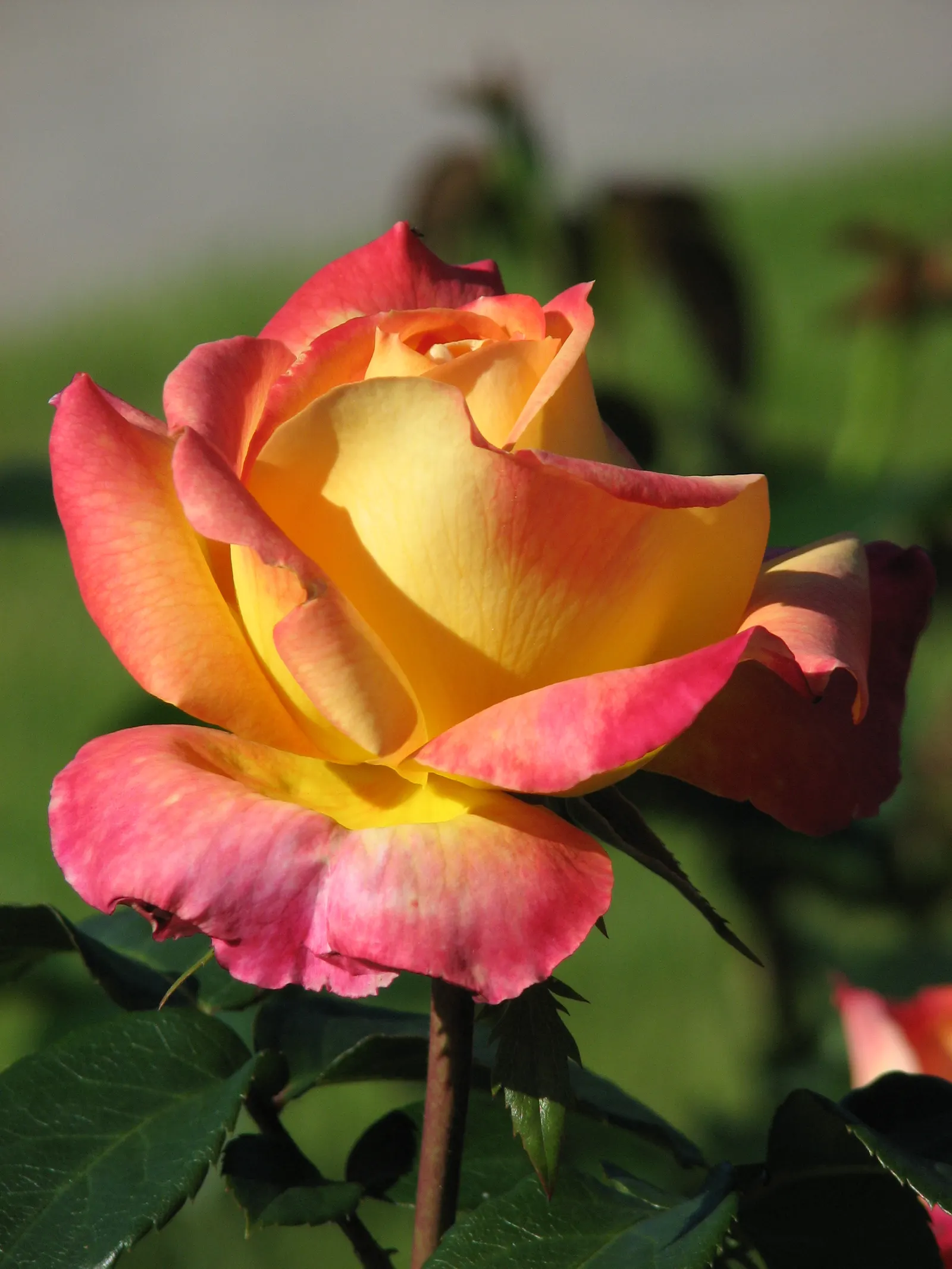 Peace Hybrid Tea Rose (Rosa 'Peace') — is a cherished staple in any landscape design where elegance and beauty are sought after; while also, image 64