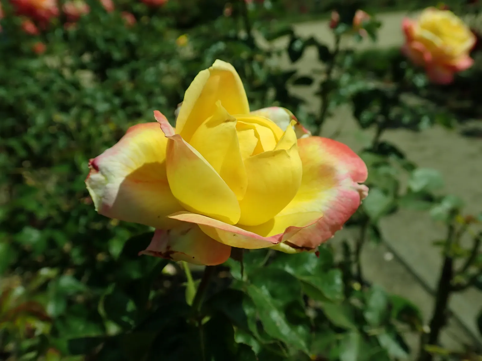 Peace Hybrid Tea Rose (Rosa 'Peace') — which gracefully transitions to soft pink edges.<br><br>Resilient and vigorous