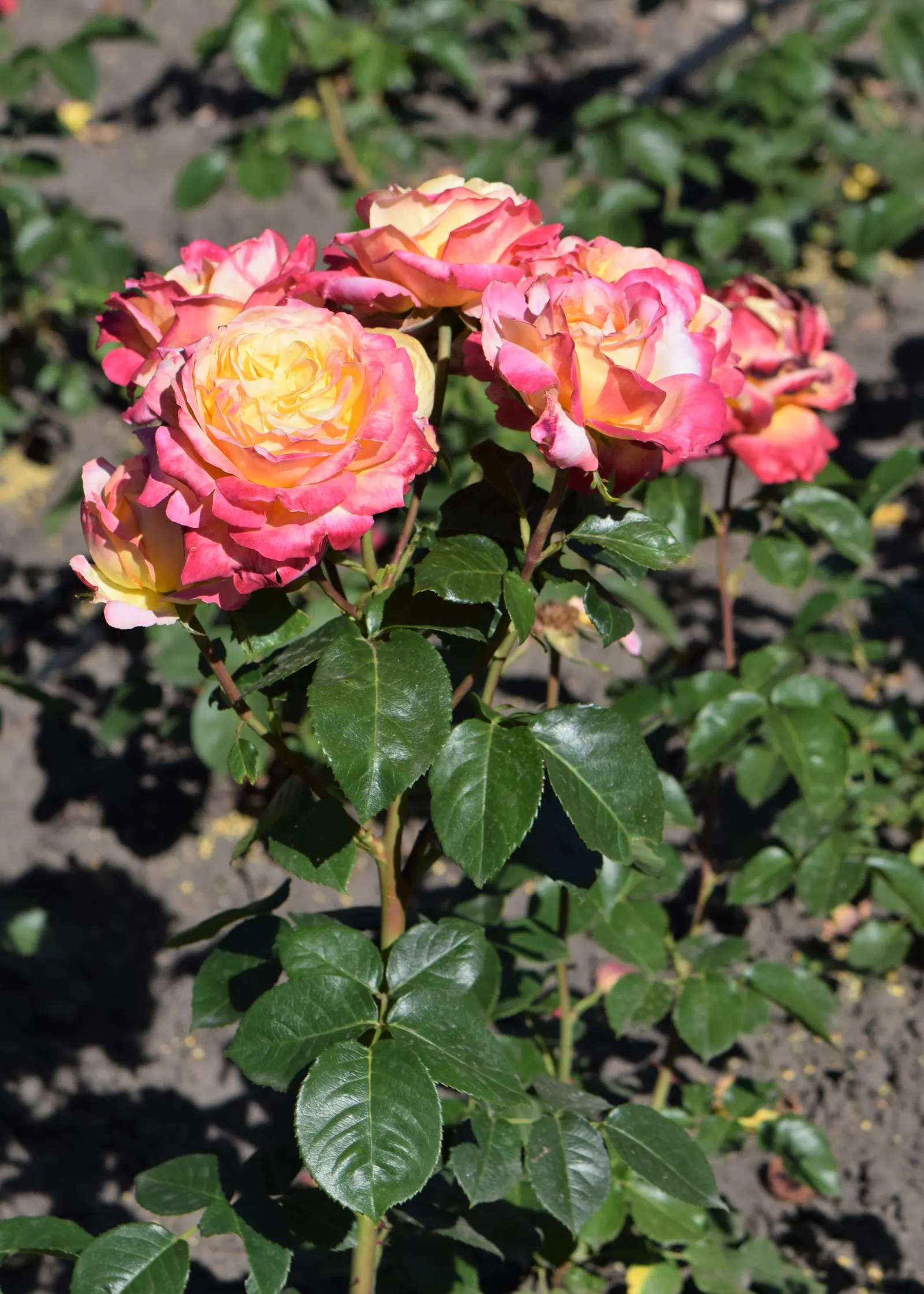 Peace Hybrid Tea Rose (Rosa 'Peace') — requiring at least 6 hours of direct sunlight per day to thrive