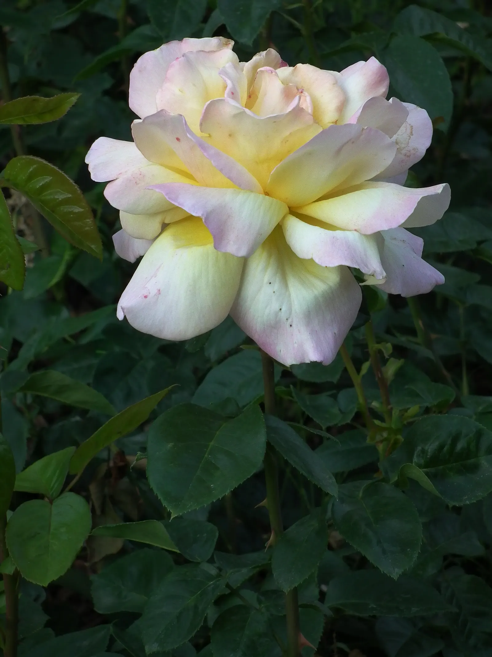 Peace Hybrid Tea Rose (Rosa 'Peace') — which originated from France in the late 1930s; opulent blooms that can span up to 6 inches across when, image 94