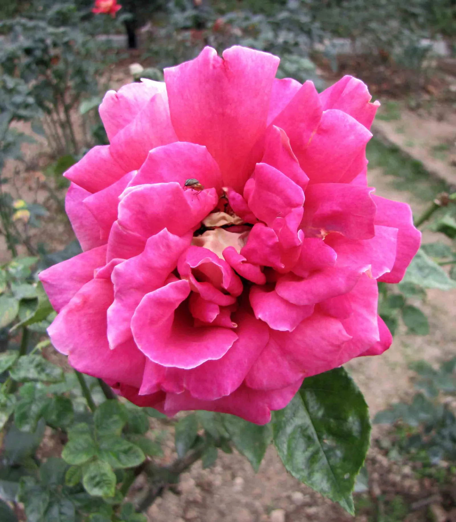 Peace Hybrid Tea Rose (Rosa 'Peace') — this rose thrives in USDA hardiness zones 5-9; while also providing a historical nod to its symbolic representation of
