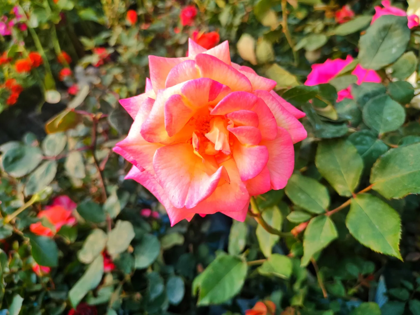 Peace Hybrid Tea Rose (Rosa 'Peace') — it promises to captivate onlookers from spring until the first frost; sweet fragrance.<br><br>Ideal for USDA hardiness