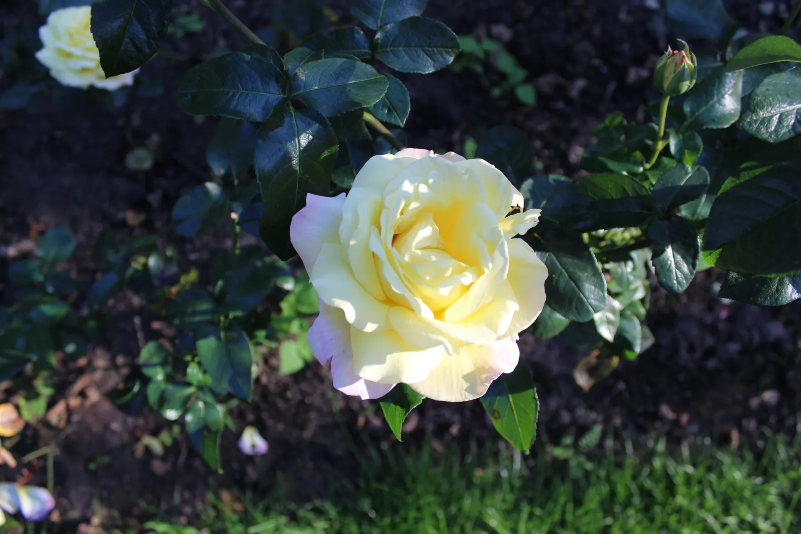 Peace Hybrid Tea Rose (Rosa 'Peace') — preferring full sun and well-drained soil; this rose thrives in USDA hardiness zones 5-9, image 89