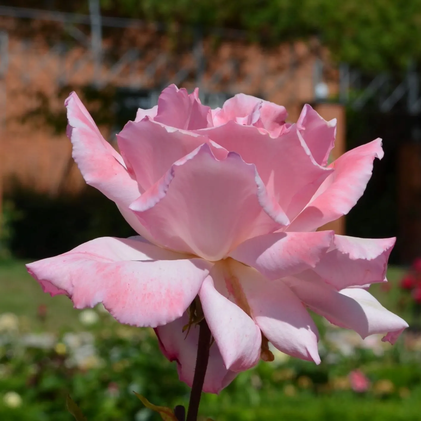 Peace Hybrid Tea Rose (Rosa 'Peace') — dark green foliage provides a striking contrast to the blooms; while also providing a historical nod to its, image 72