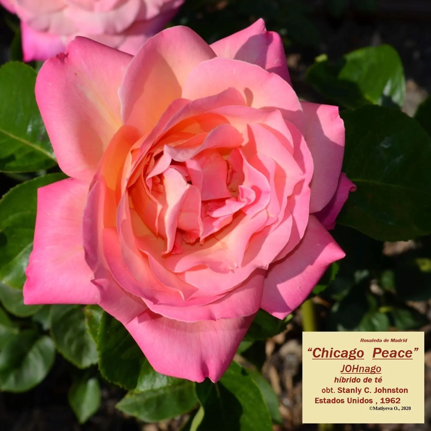 Peace Hybrid Tea Rose (Rosa 'Peace') — shrub for full; while also providing a historical nod to its symbolic representation of hope and renewal post World War