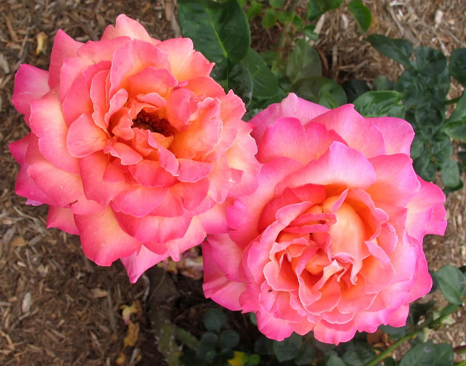 Peace Hybrid Tea Rose (Rosa 'Peace') — opulent blooms that can span up to 6 inches across when fully open; sweet fragrance.<br><br>Ideal for USDA hardiness