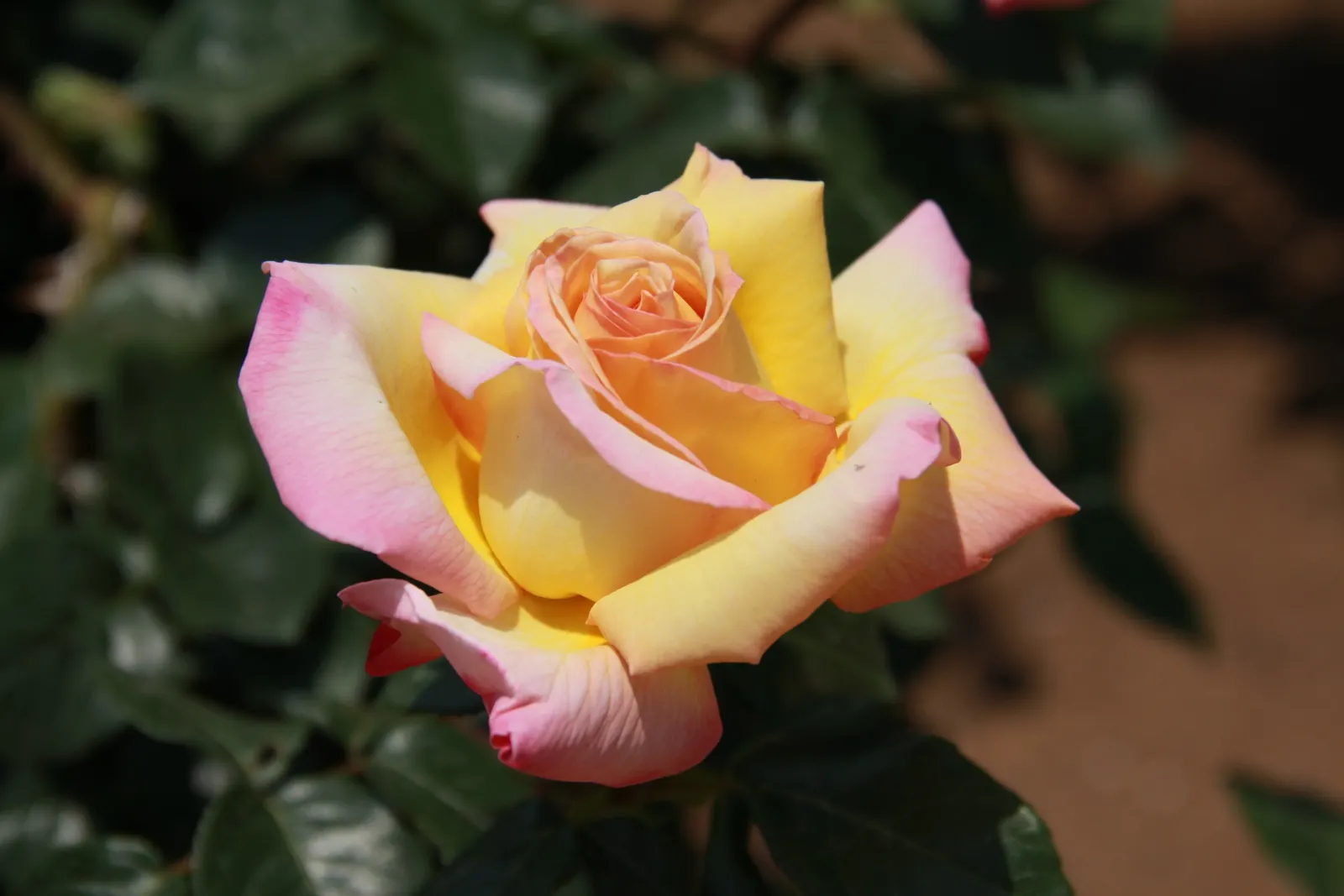 Peace Hybrid Tea Rose (Rosa 'Peace') — dark green foliage provides a striking contrast to the blooms; while also providing a historical nod to its symbolic