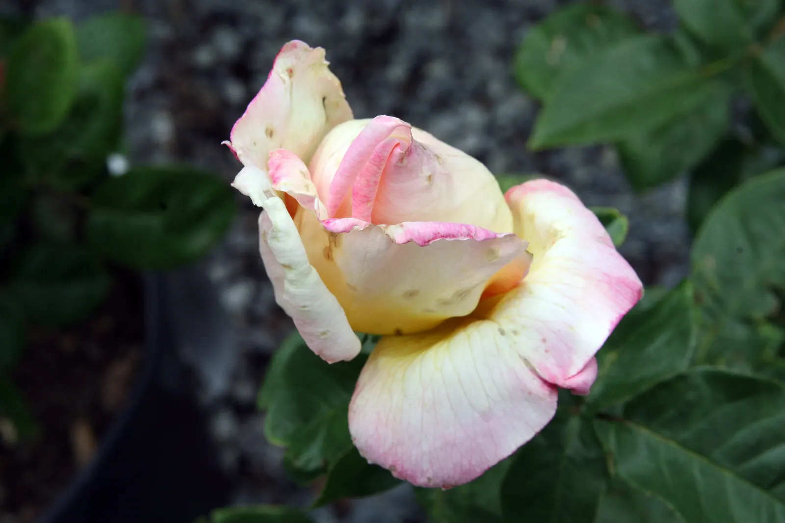 Peace Hybrid Tea Rose (Rosa 'Peace') — Each flower uniquely exhibits a delicate blend of creamy yellow at the base; while also providing a, image 68