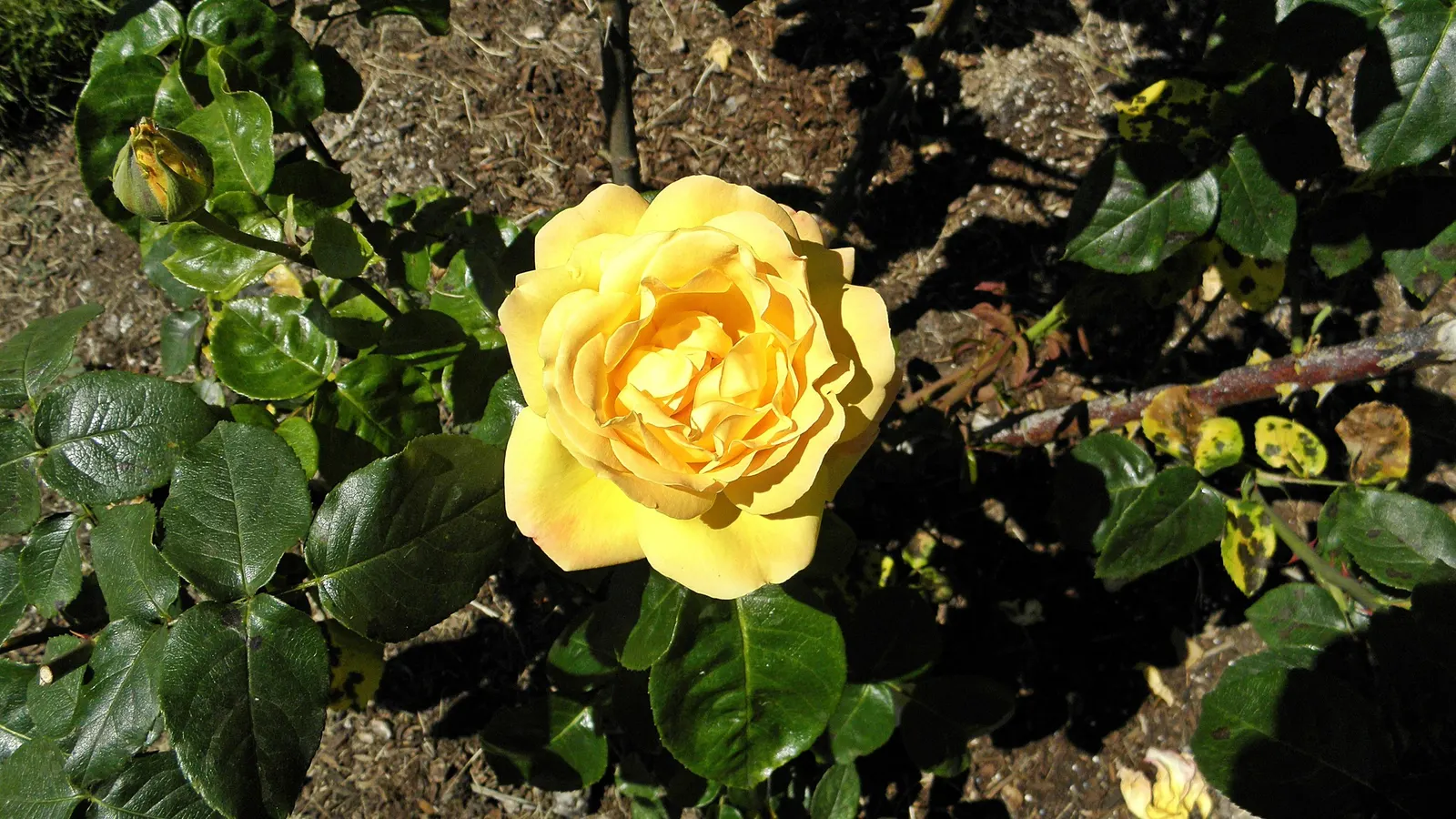 Peace Hybrid Tea Rose (Rosa 'Peace') — but it's crucial to avoid overhead irrigation to minimize the risk of foliage diseases