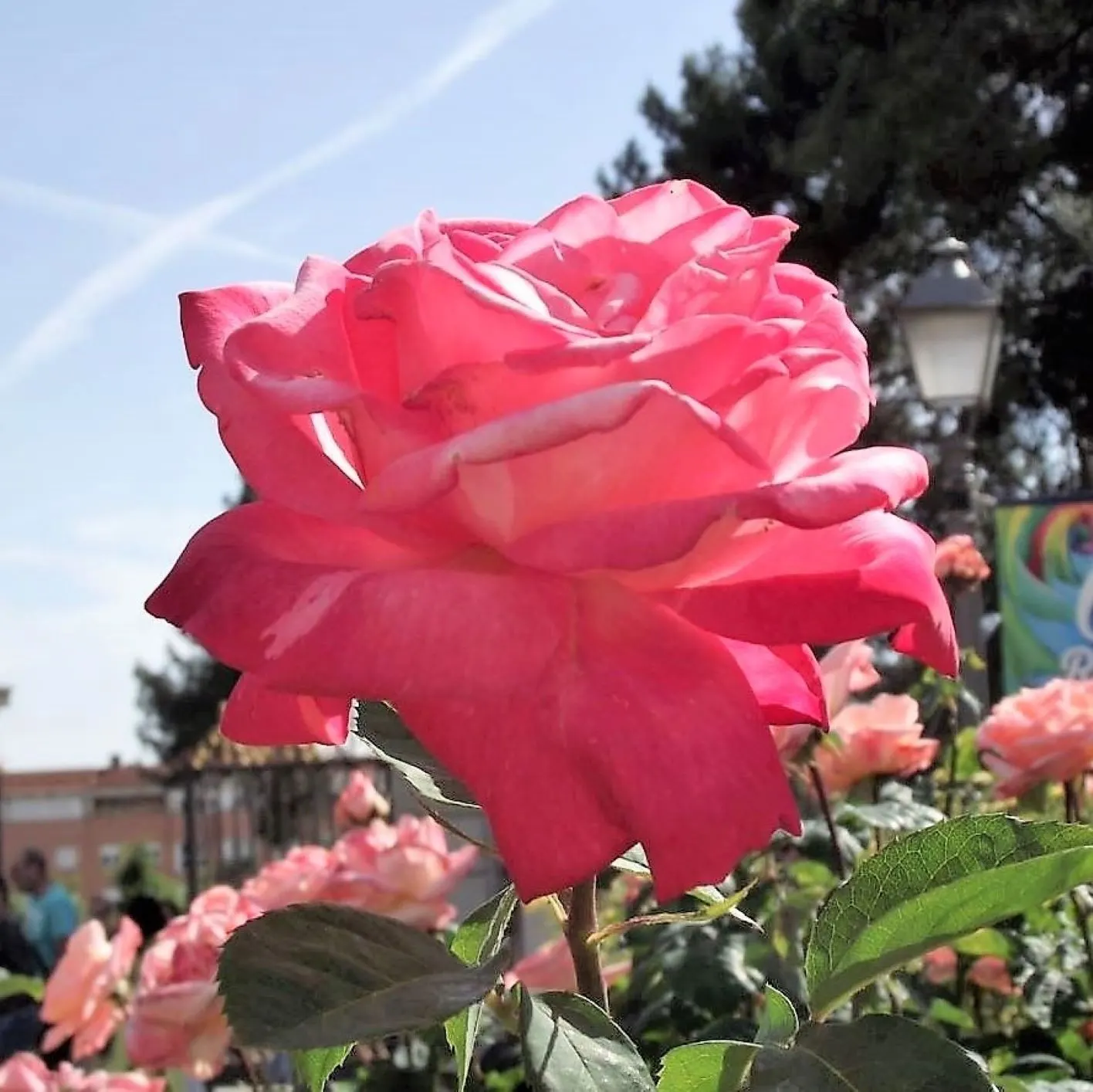 Peace Hybrid Tea Rose (Rosa 'Peace') — presenting a well-rounded and bushy habit; sweet fragrance.<br><br>Ideal for USDA hardiness zones 5 through 9