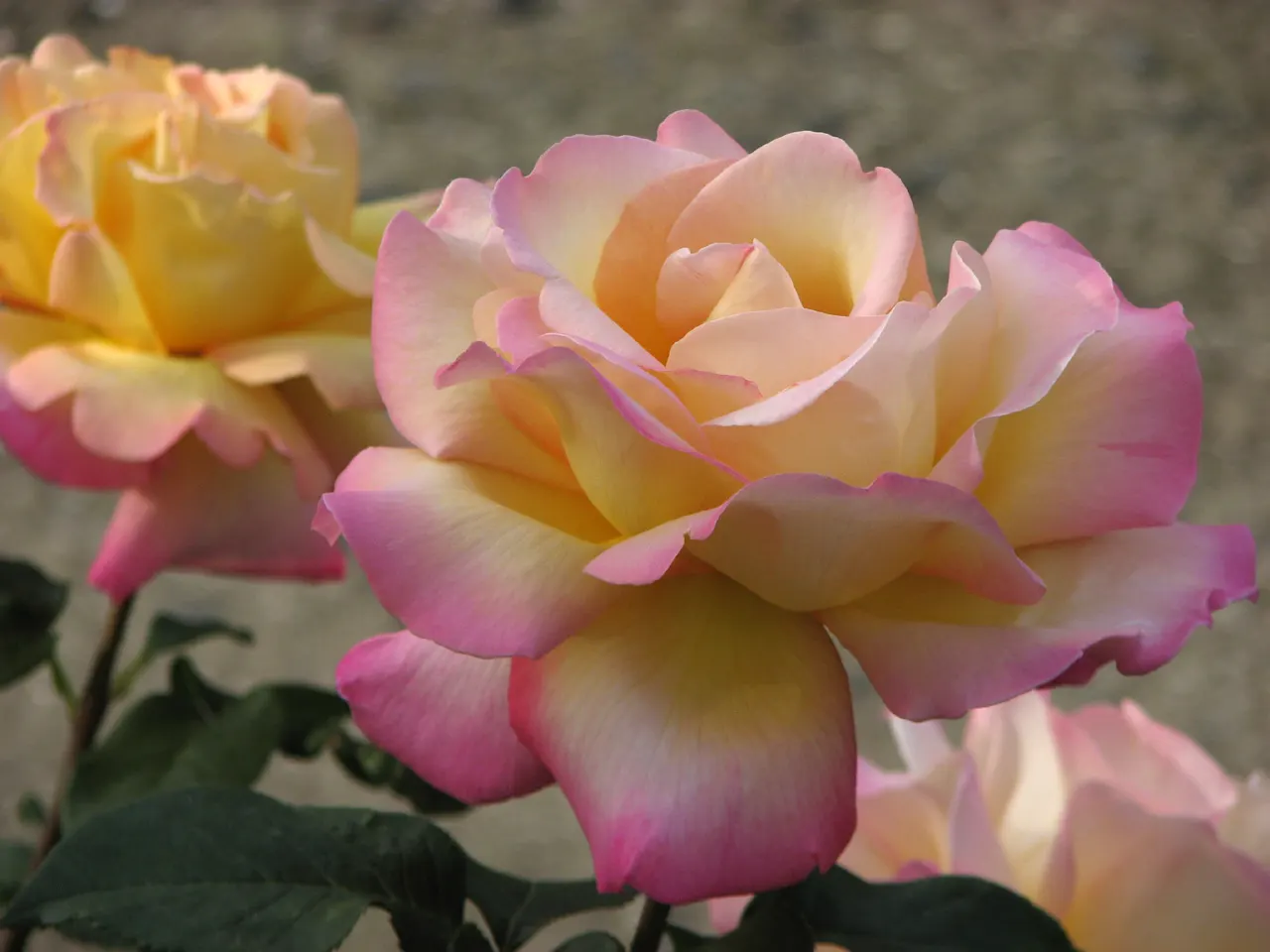 Peace Hybrid Tea Rose (Rosa 'Peace') — known botanically as Rosa 'Peace'; sweet fragrance.<br><br>Ideal for USDA hardiness zones 5 through 9, image 91