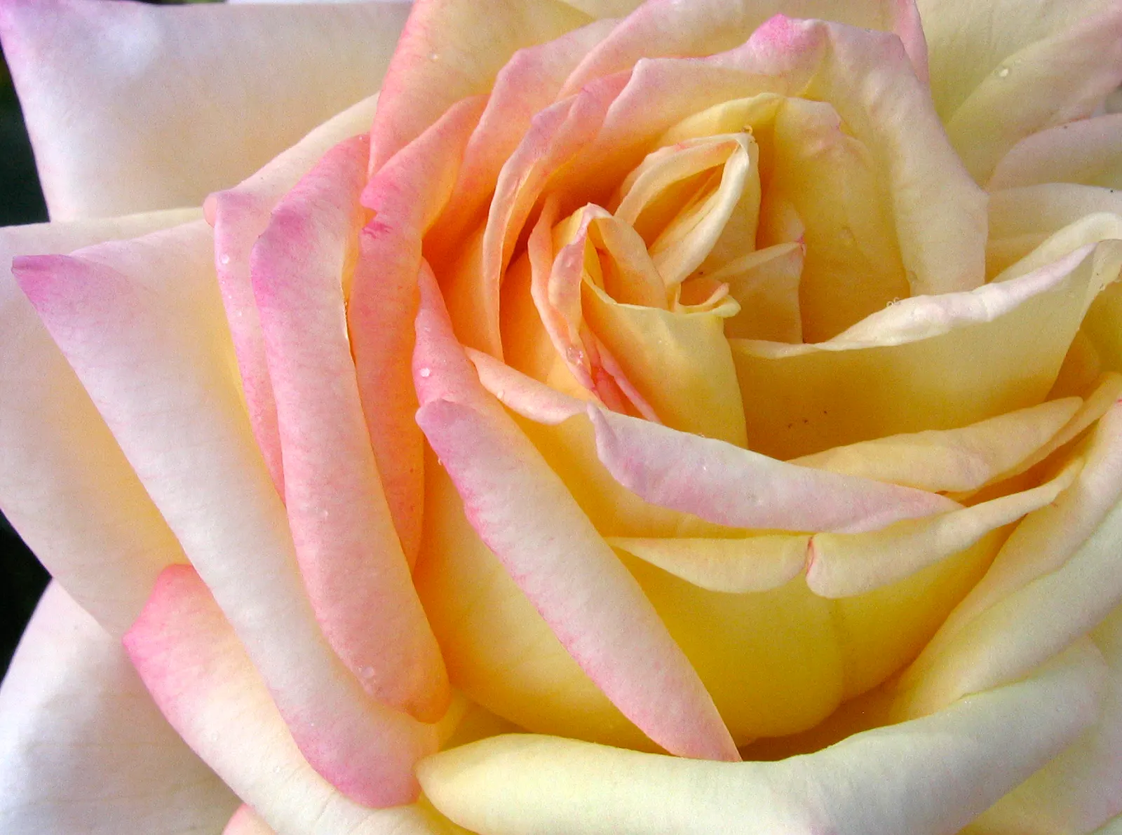 Peace Hybrid Tea Rose (Rosa 'Peace') — preferring full sun and well-drained soil; this rose thrives in USDA hardiness zones 5-9