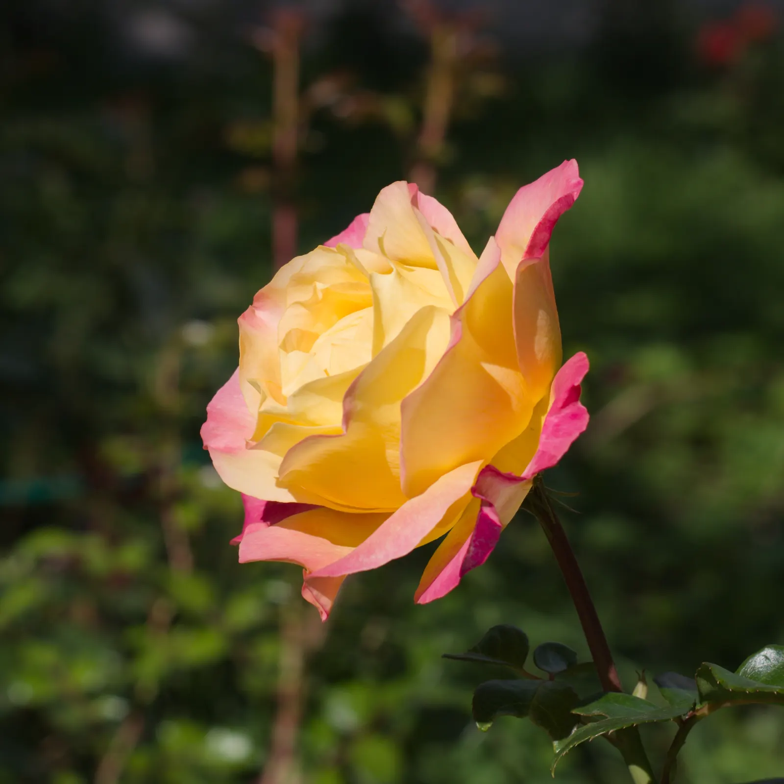 Peace Hybrid Tea Rose (Rosa 'Peace') — This prestigious rose cultivar