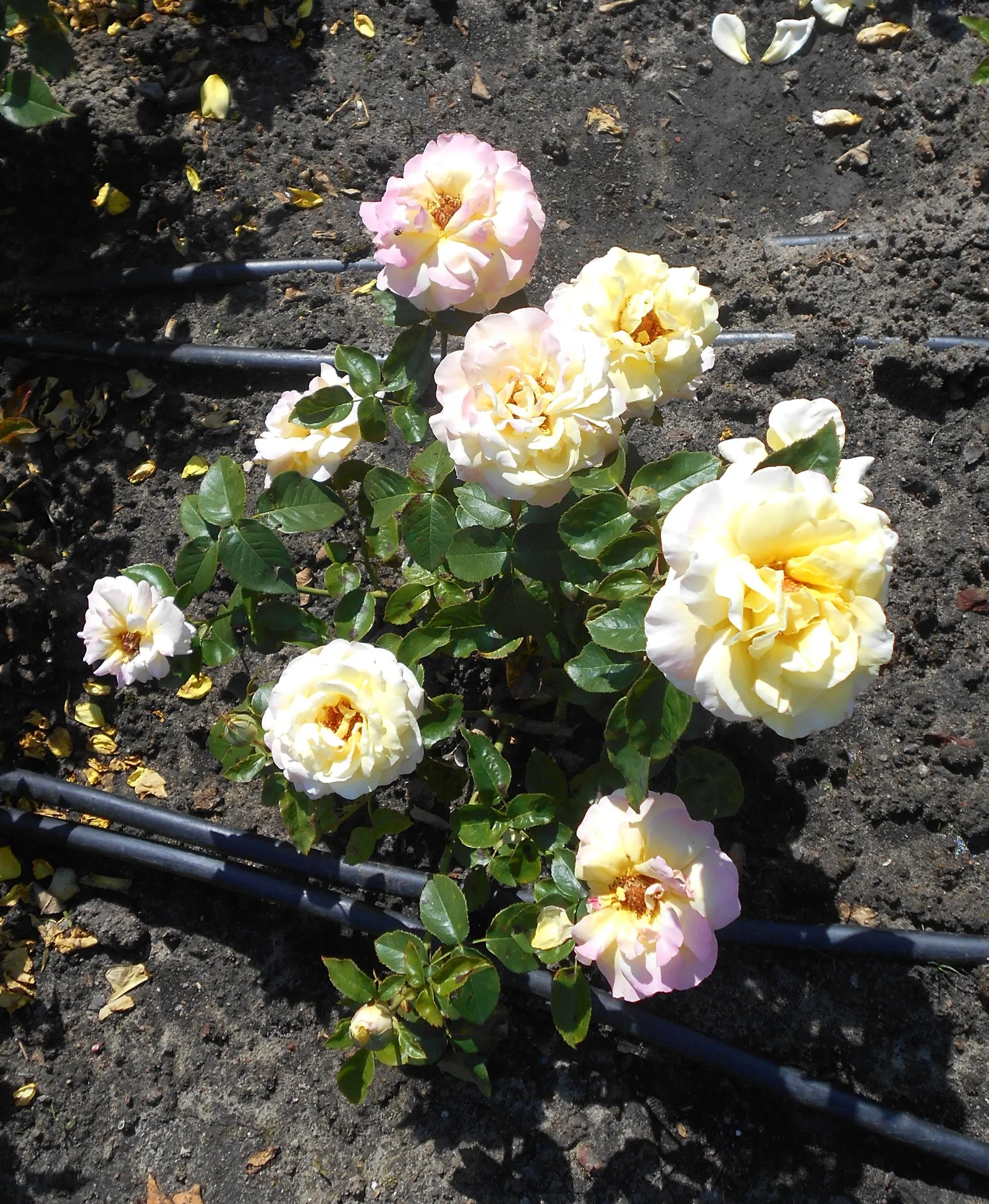 Peace Hybrid Tea Rose (Rosa 'Peace') — Resistant to diseases, it's ideal for borders and as a focal point