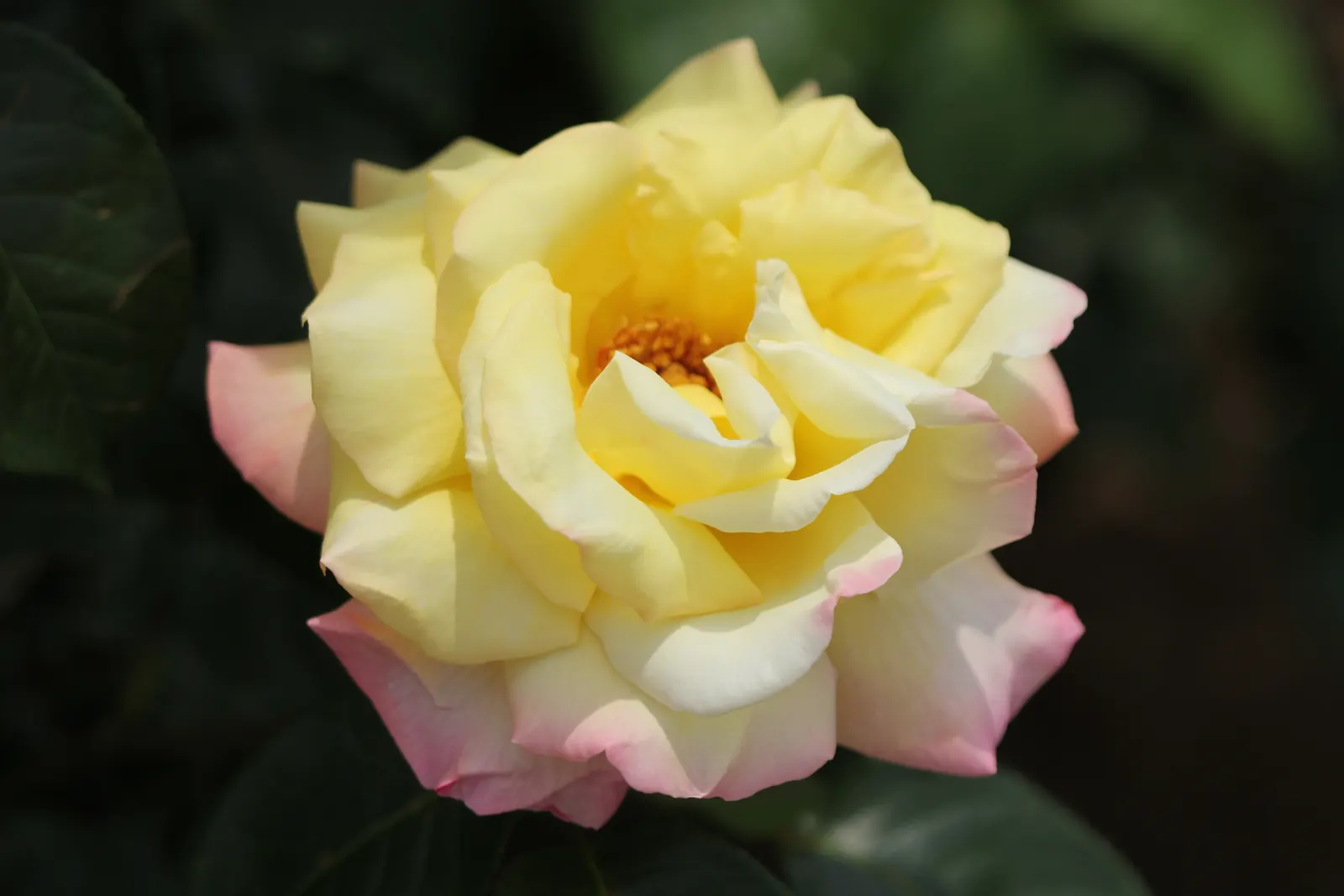 Peace Hybrid Tea Rose (Rosa 'Peace') — presenting a well-rounded and bushy habit