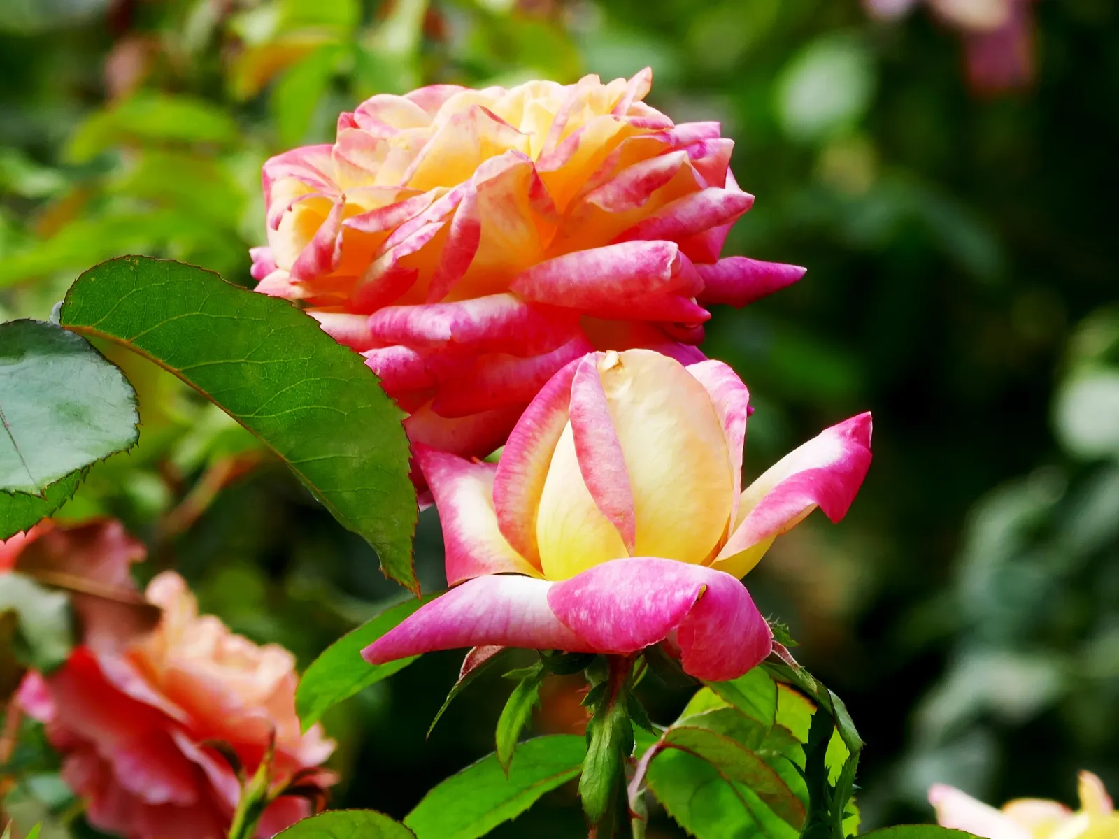 Peace Hybrid Tea Rose (Rosa 'Peace') — which gracefully transitions to soft pink edges.<br><br>Resilient and vigorous; this rose thrives in USDA, image 97