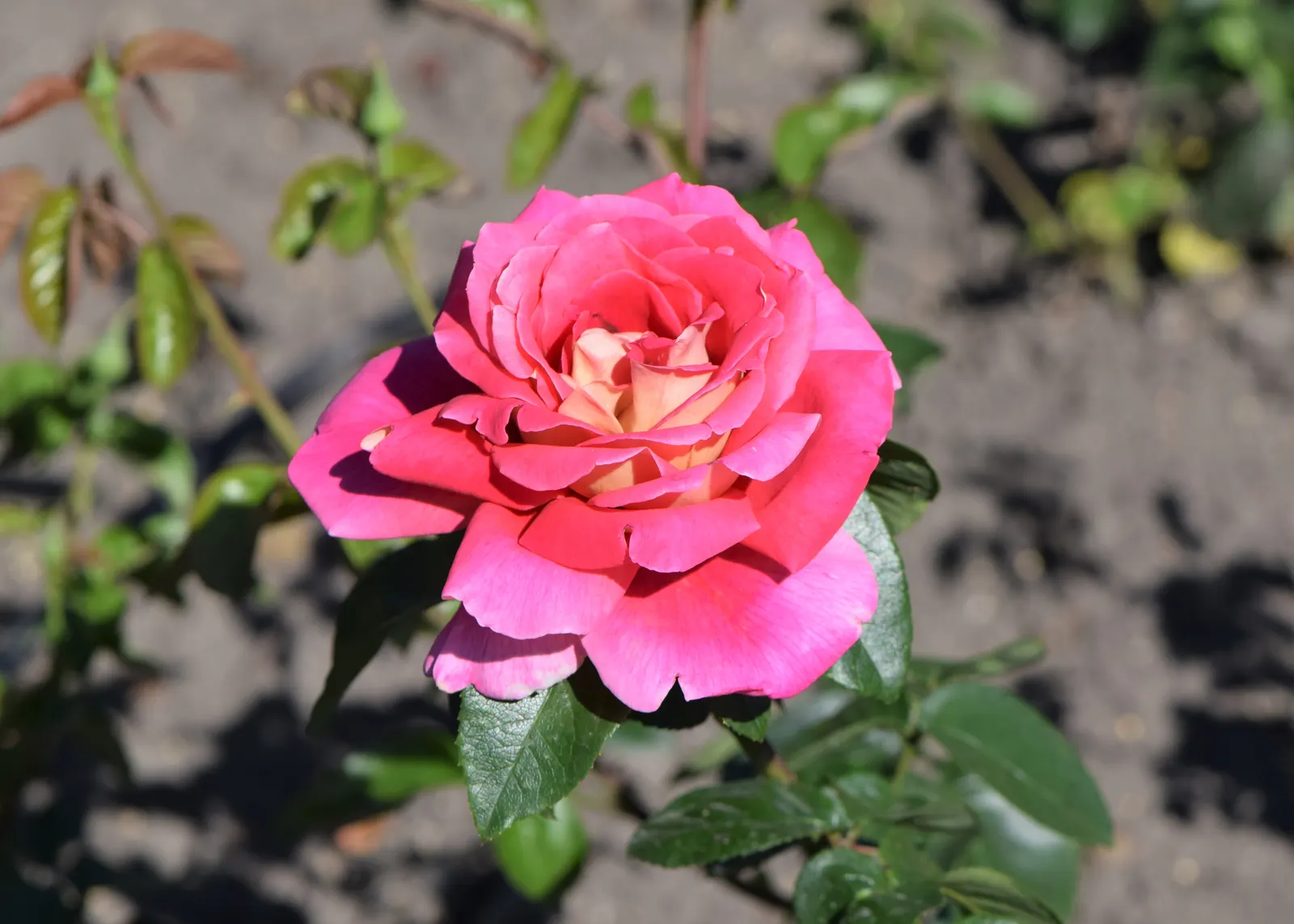 Peace Hybrid Tea Rose (Rosa 'Peace') — requiring at least 6 hours of direct sunlight per day to thrive; while also providing a historical nod to, image 104
