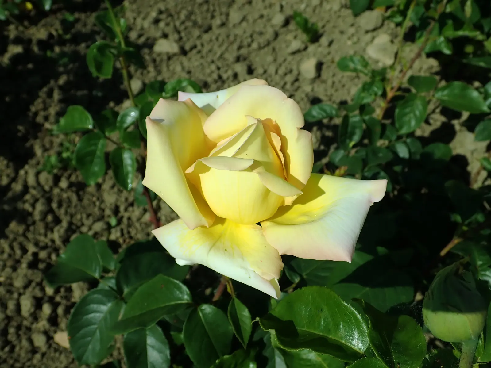 Peace Hybrid Tea Rose (Rosa 'Peace') — softly ruffled blooms having creamy yellow petals edged in pink; this rose thrives in USDA hardiness zones, image 57
