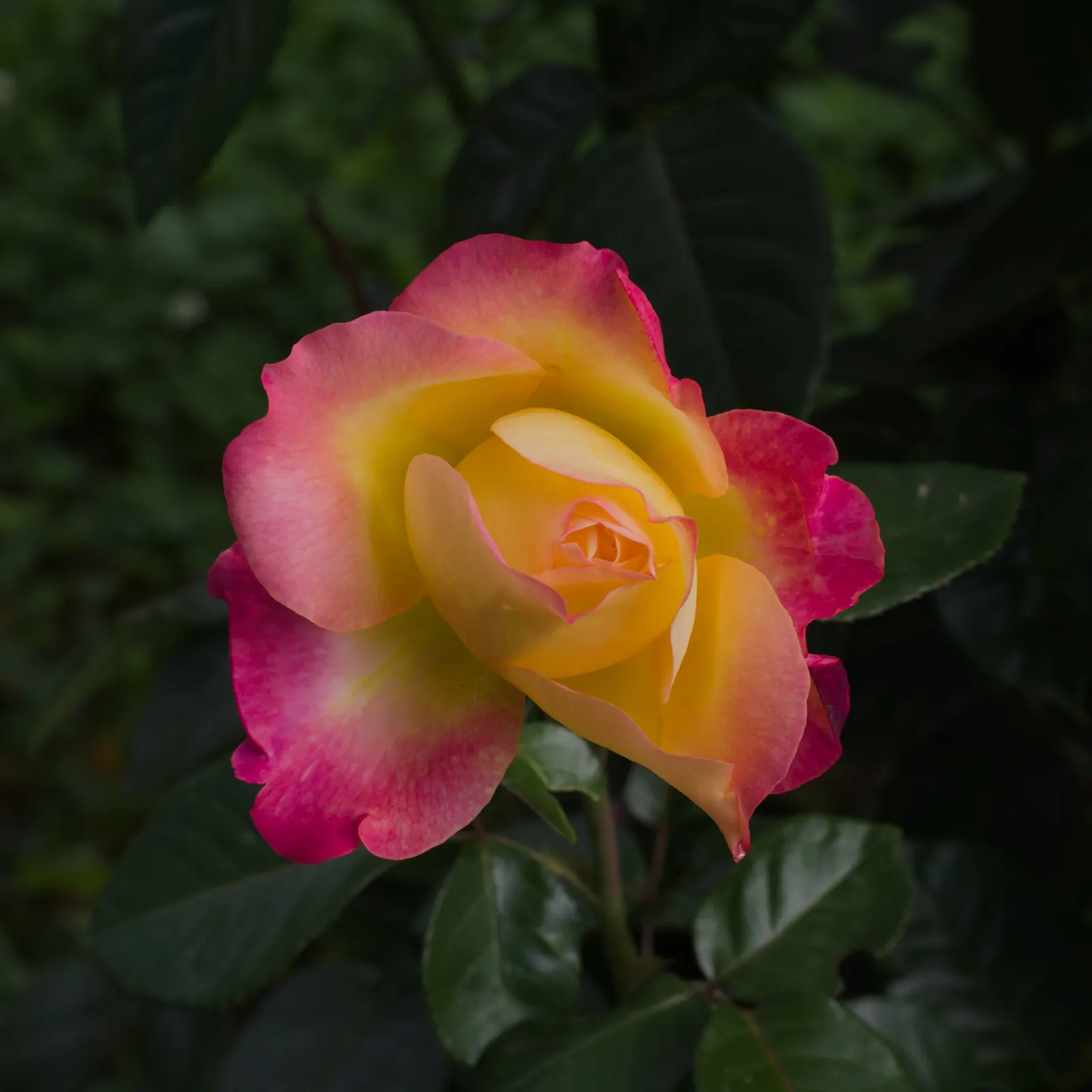 Peace Hybrid Tea Rose (Rosa 'Peace') — fragrant flowers and lush; sweet fragrance.<br><br>Ideal for USDA hardiness zones 5 through 9