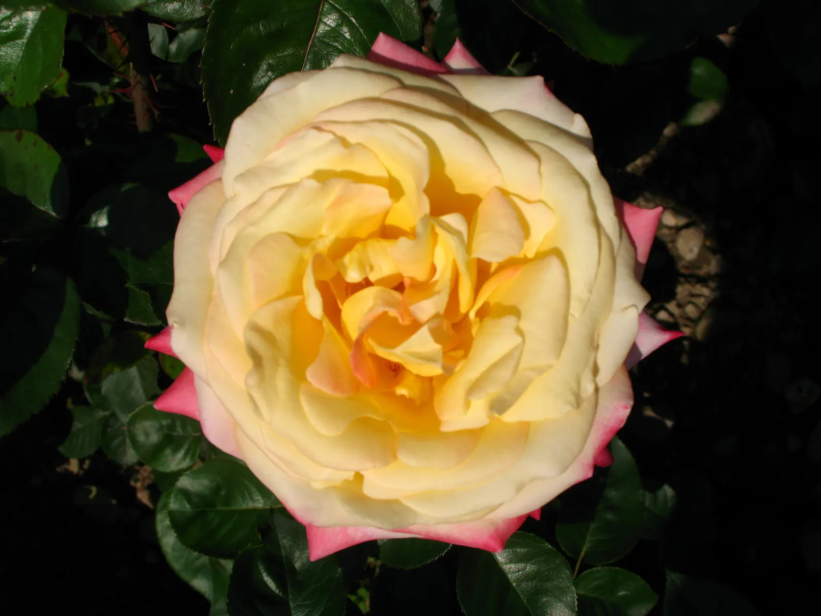 Peace Hybrid Tea Rose (Rosa 'Peace') — It reaches about 4-6 feet in height with a spread of up to 4 feet; opulent blooms that can span up to 6, image 58