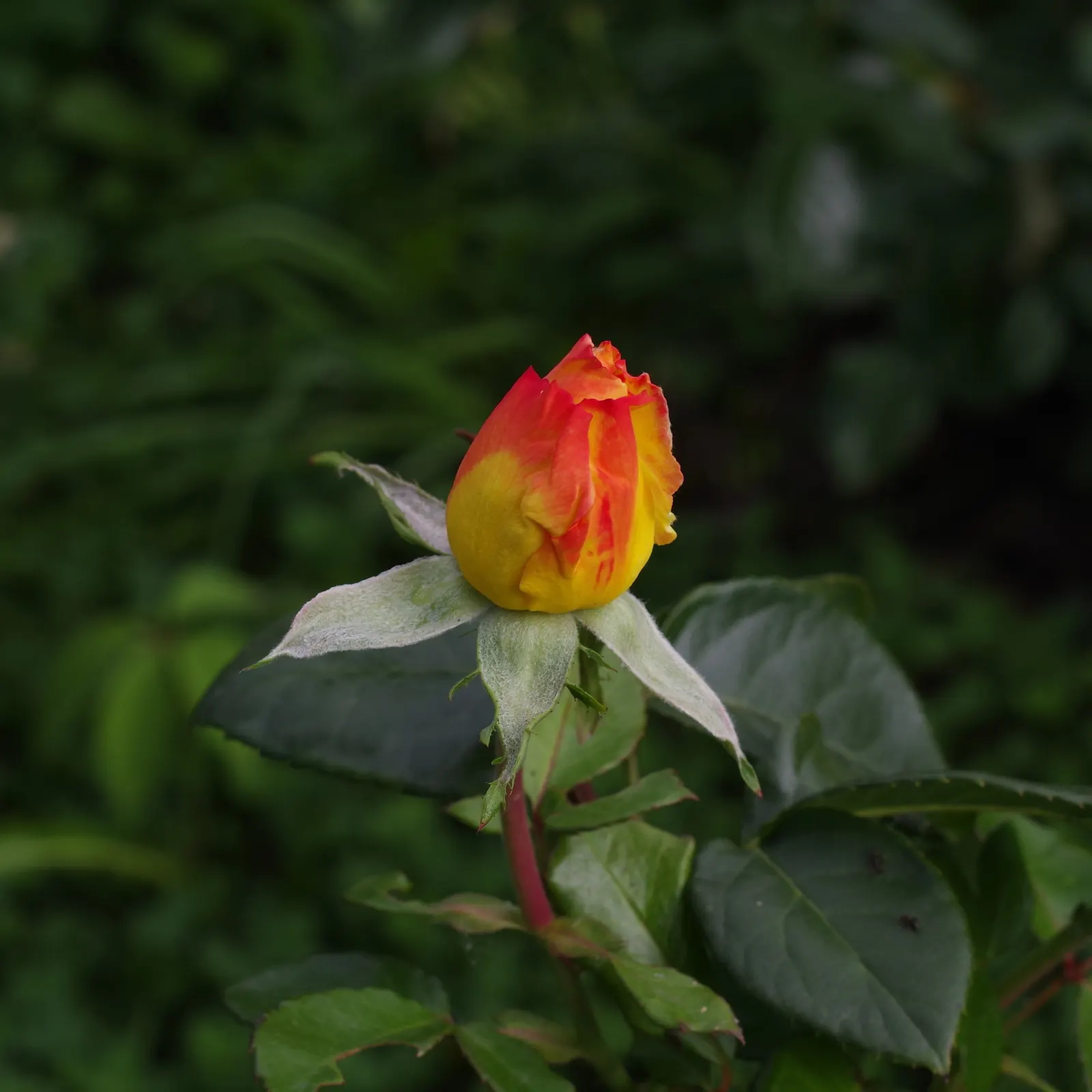 Peace Hybrid Tea Rose (Rosa 'Peace') — this rose prefers full sun exposure; sweet fragrance.<br><br>Ideal for USDA hardiness zones 5 through 9, image 75