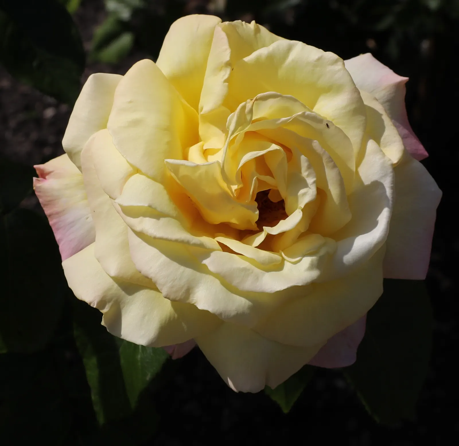 Peace Hybrid Tea Rose (Rosa 'Peace') — is a cherished staple in any landscape design where elegance and beauty are sought after; while also providing a