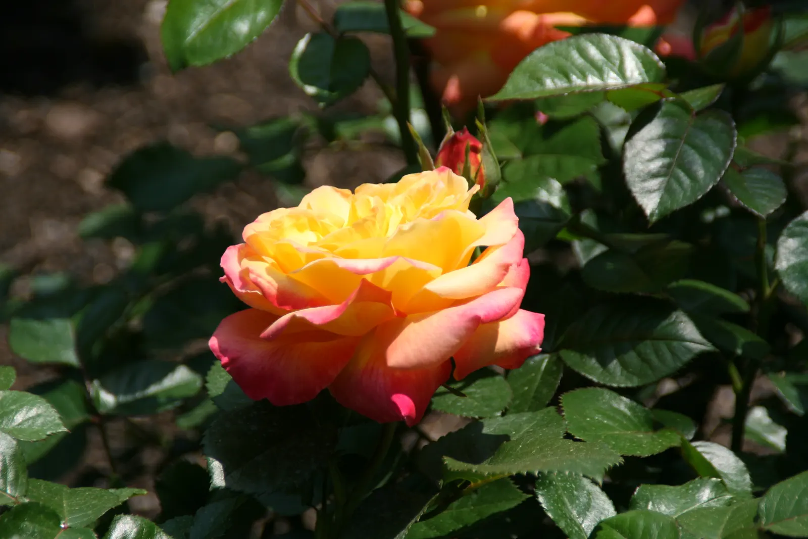 Peace Hybrid Tea Rose (Rosa 'Peace') — Resistant to diseases, it's ideal for borders and as a focal point; opulent blooms that can span up to 6, image 62