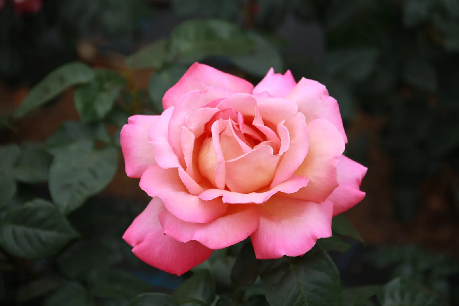 Peace Hybrid Tea Rose (Rosa 'Peace') — which are known not just for their visual splendor but also for their subtle