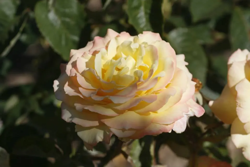 Peace Hybrid Tea Rose (Rosa 'Peace') — requiring at least 6 hours of direct sunlight per day to thrive; while also providing a historical nod to, image 76