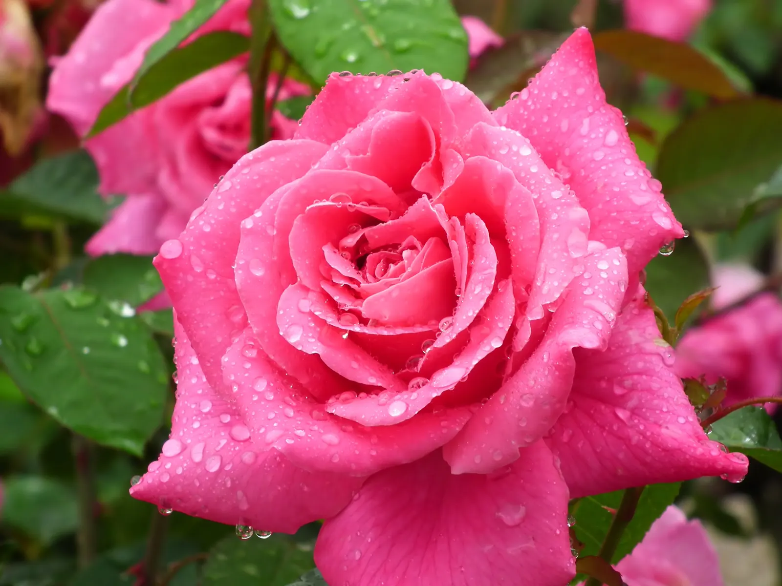 Peace Hybrid Tea Rose (Rosa 'Peace') — while also providing a historical nod to its symbolic representation of hope and renewal post World War II, image 81