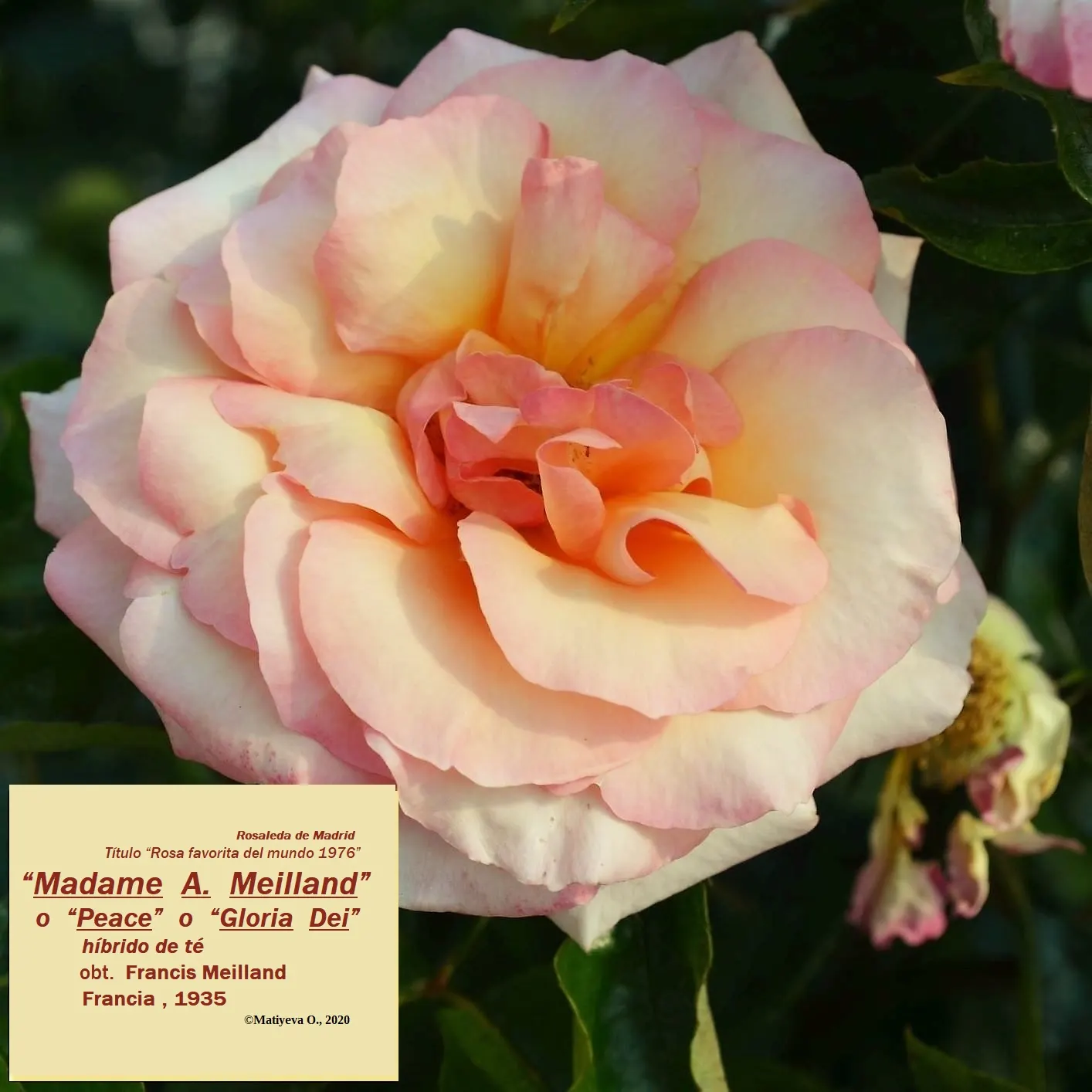 Peace Hybrid Tea Rose (Rosa 'Peace') — but it's crucial to avoid overhead irrigation to minimize the risk of foliage diseases; while also providing, image 108
